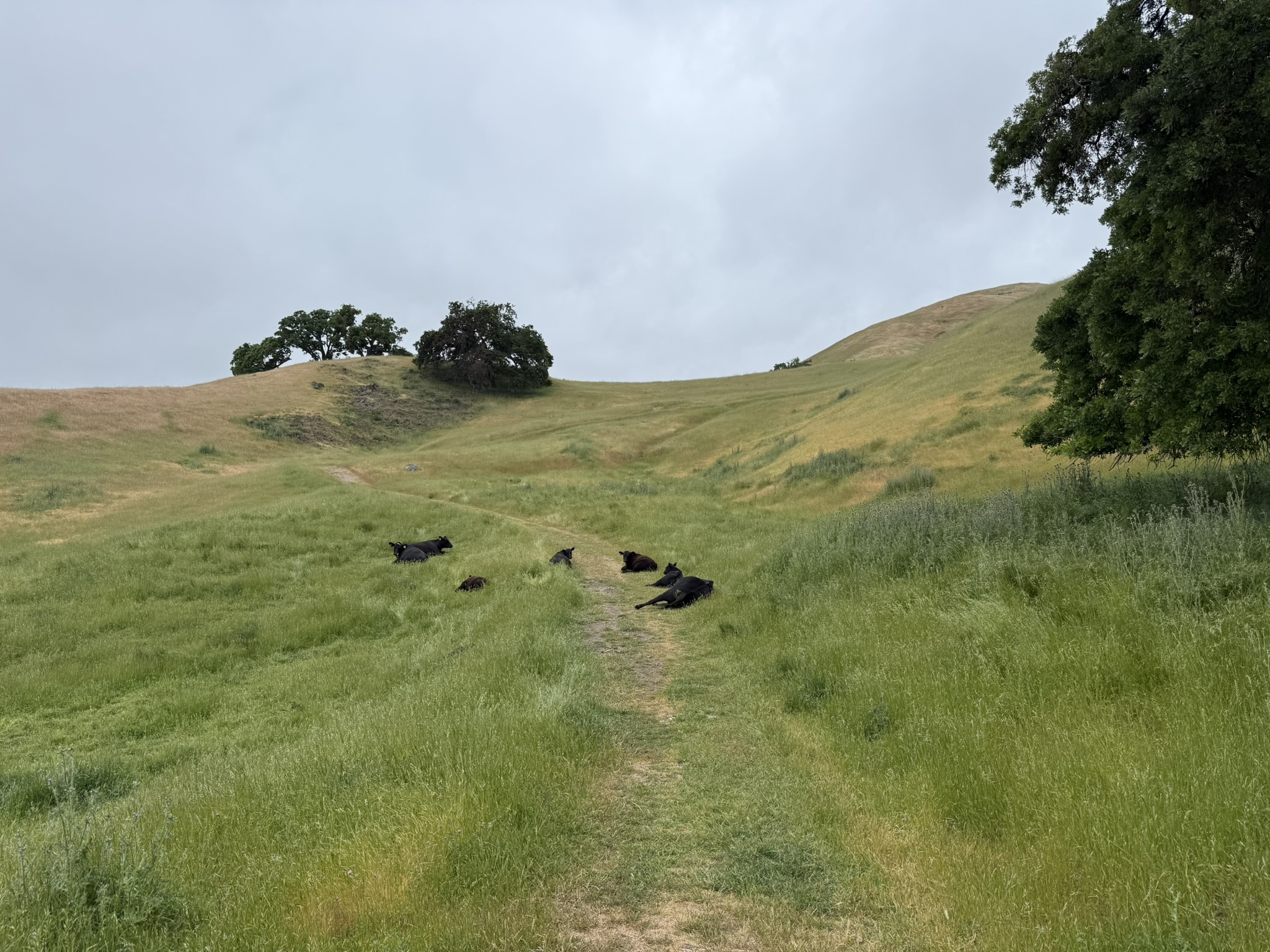 Sunol Wilderness Regional Preserve