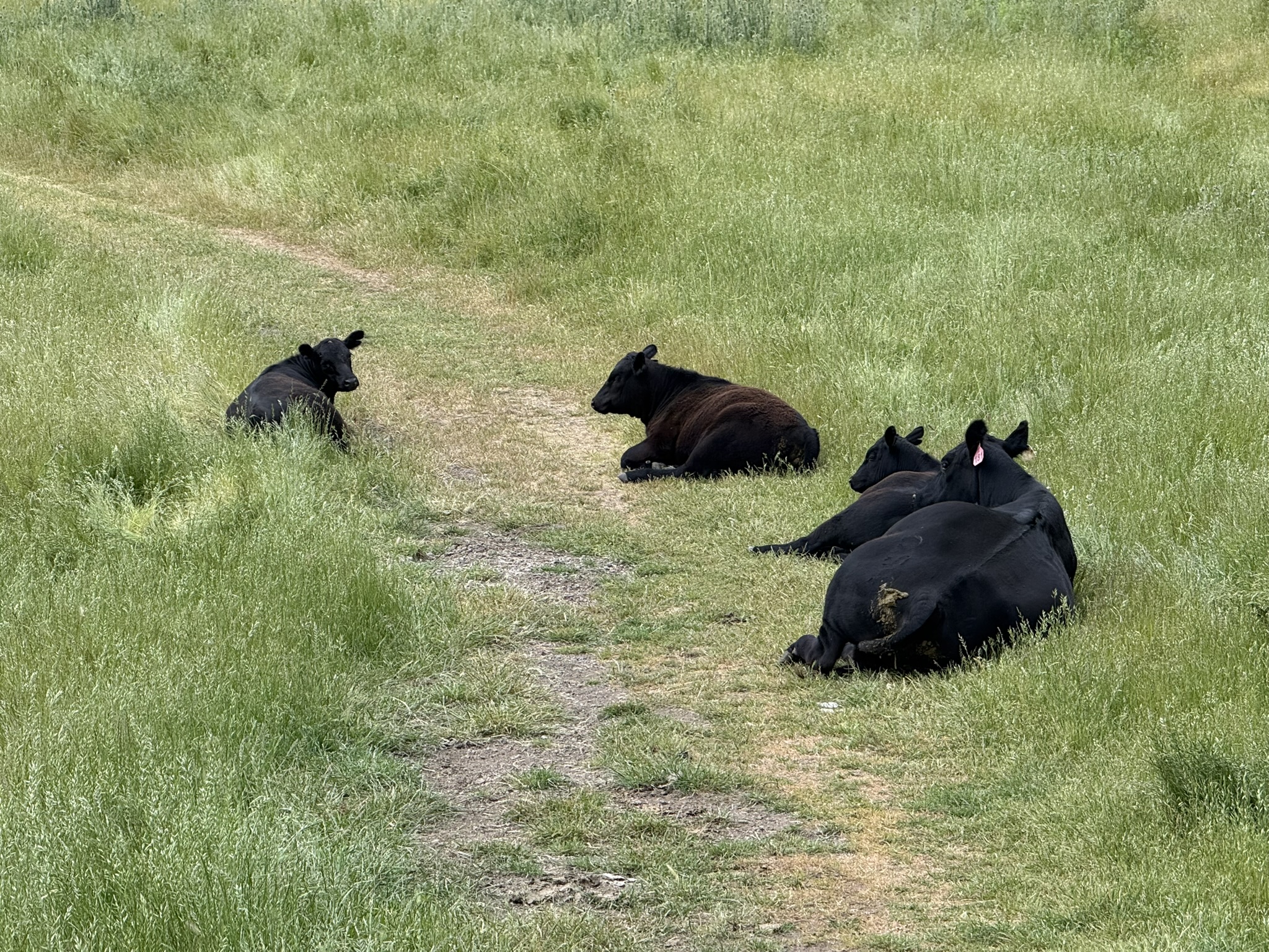 Sunol Wilderness Regional Preserve
