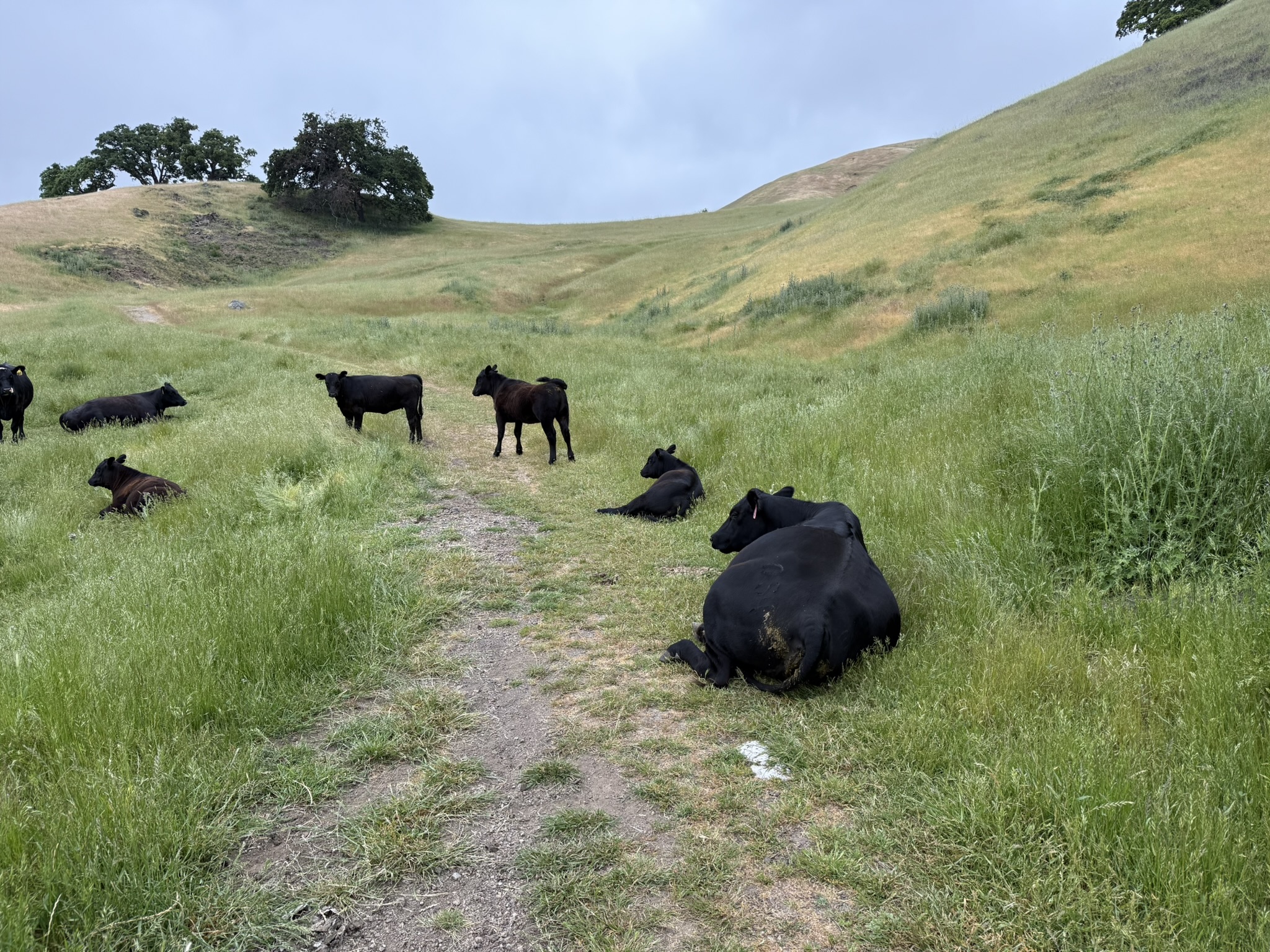 Sunol Wilderness Regional Preserve