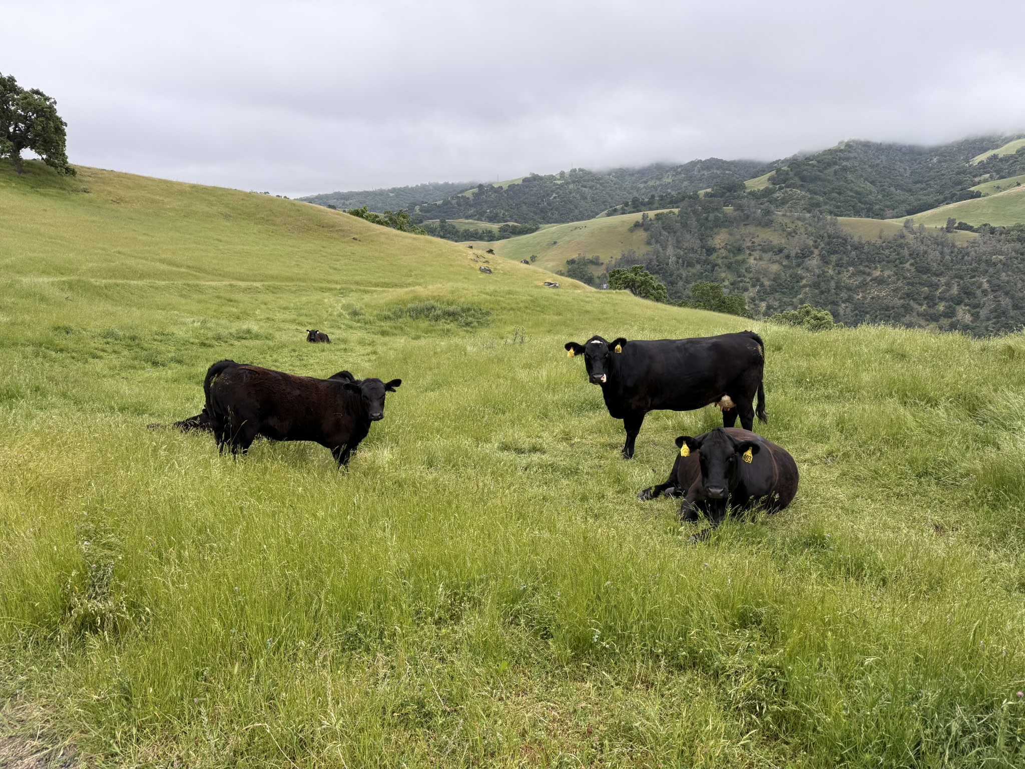 Sunol Wilderness Regional Preserve