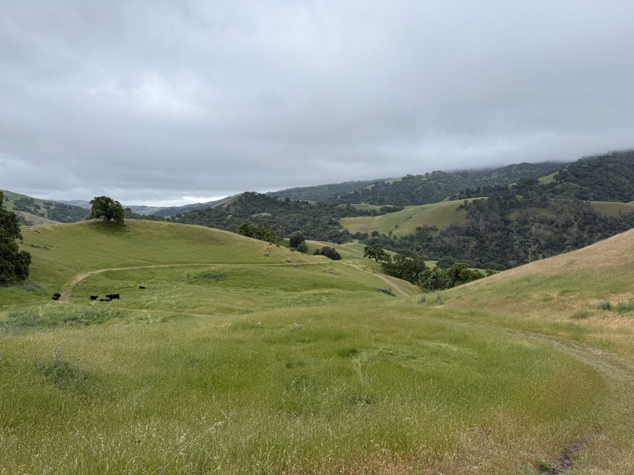 Sunol Wilderness Regional Preserve