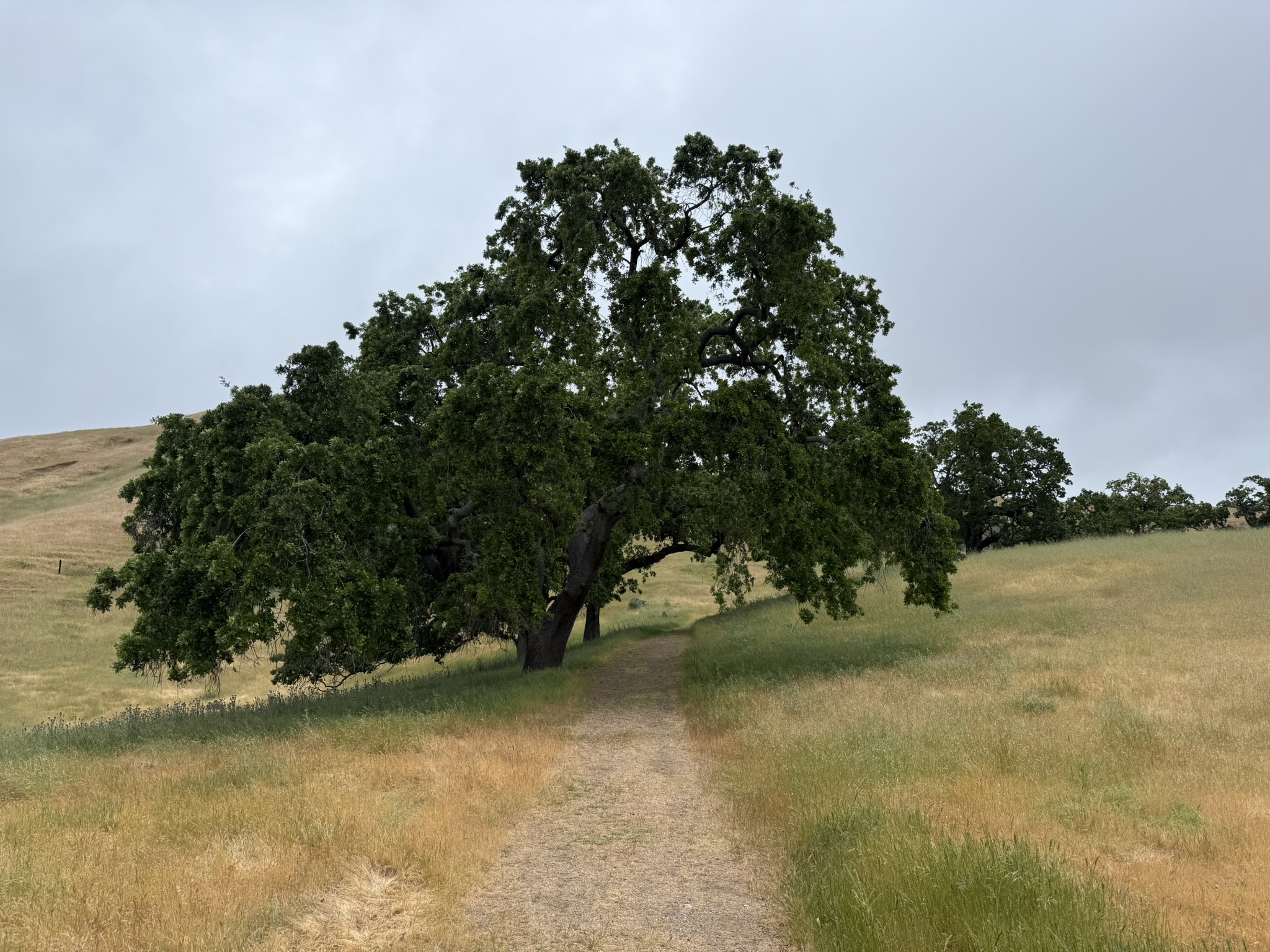 Sunol Wilderness Regional Preserve