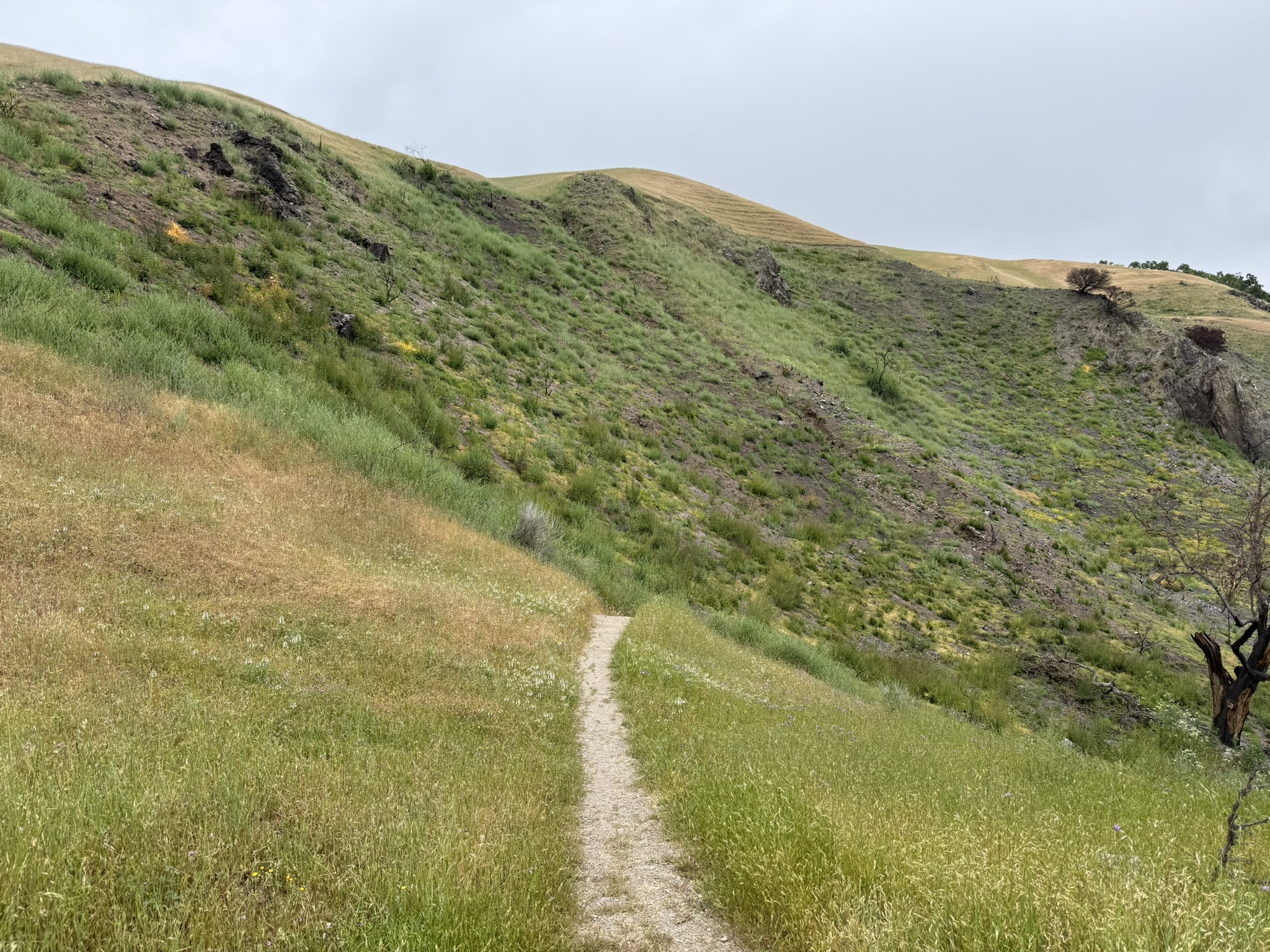 Sunol Wilderness Regional Preserve