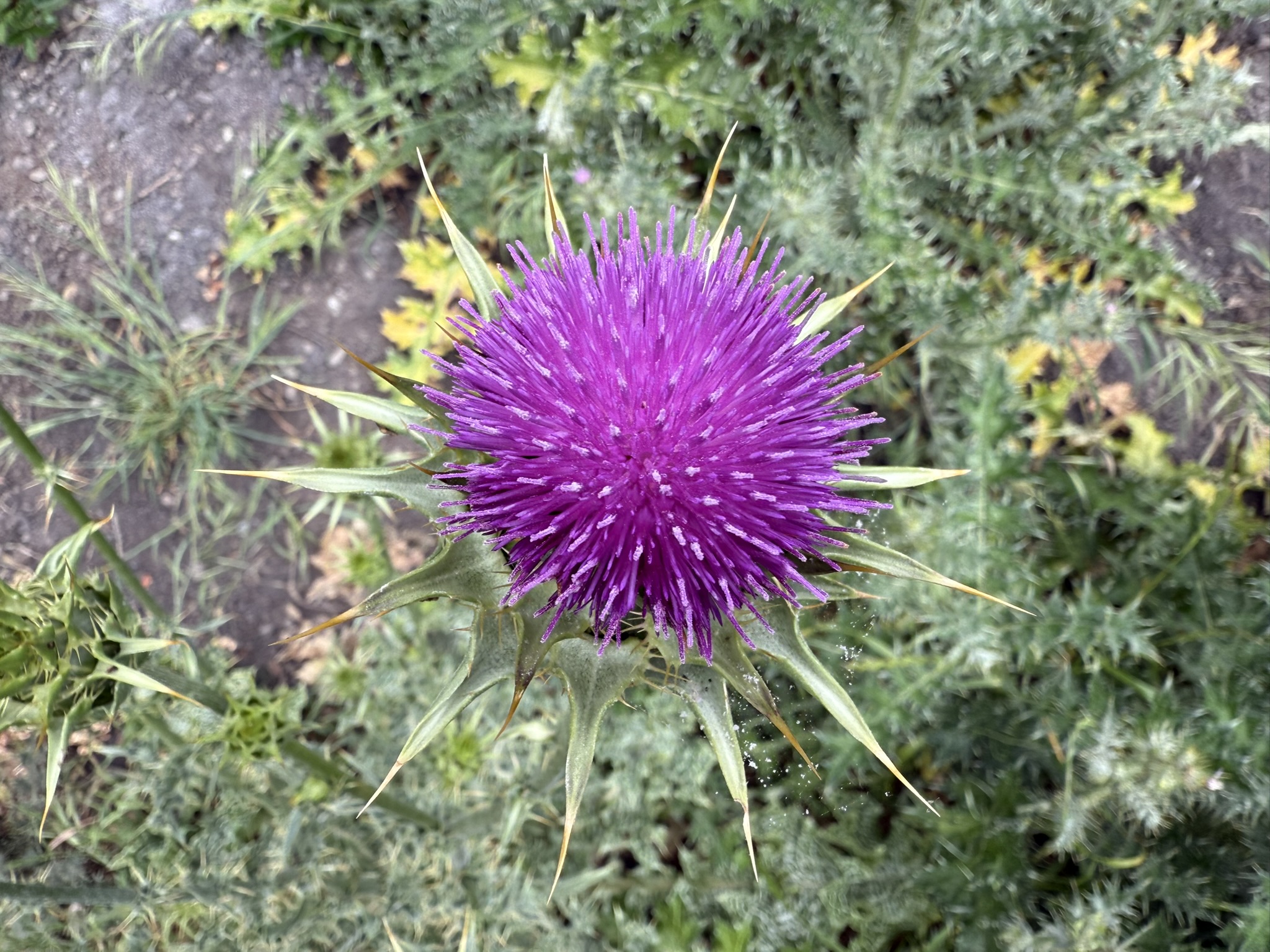 Sunol Wilderness Regional Preserve