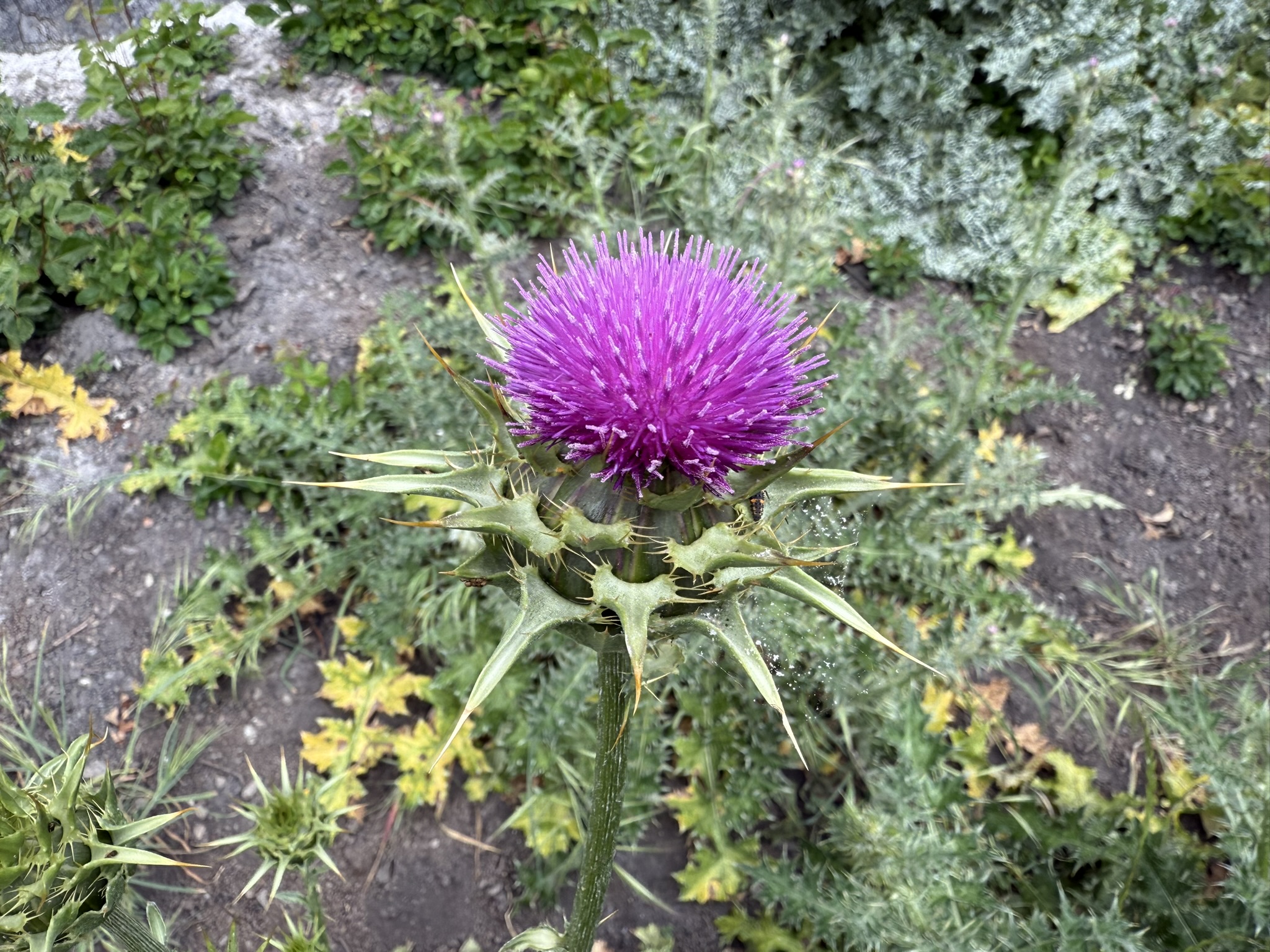 Sunol Wilderness Regional Preserve