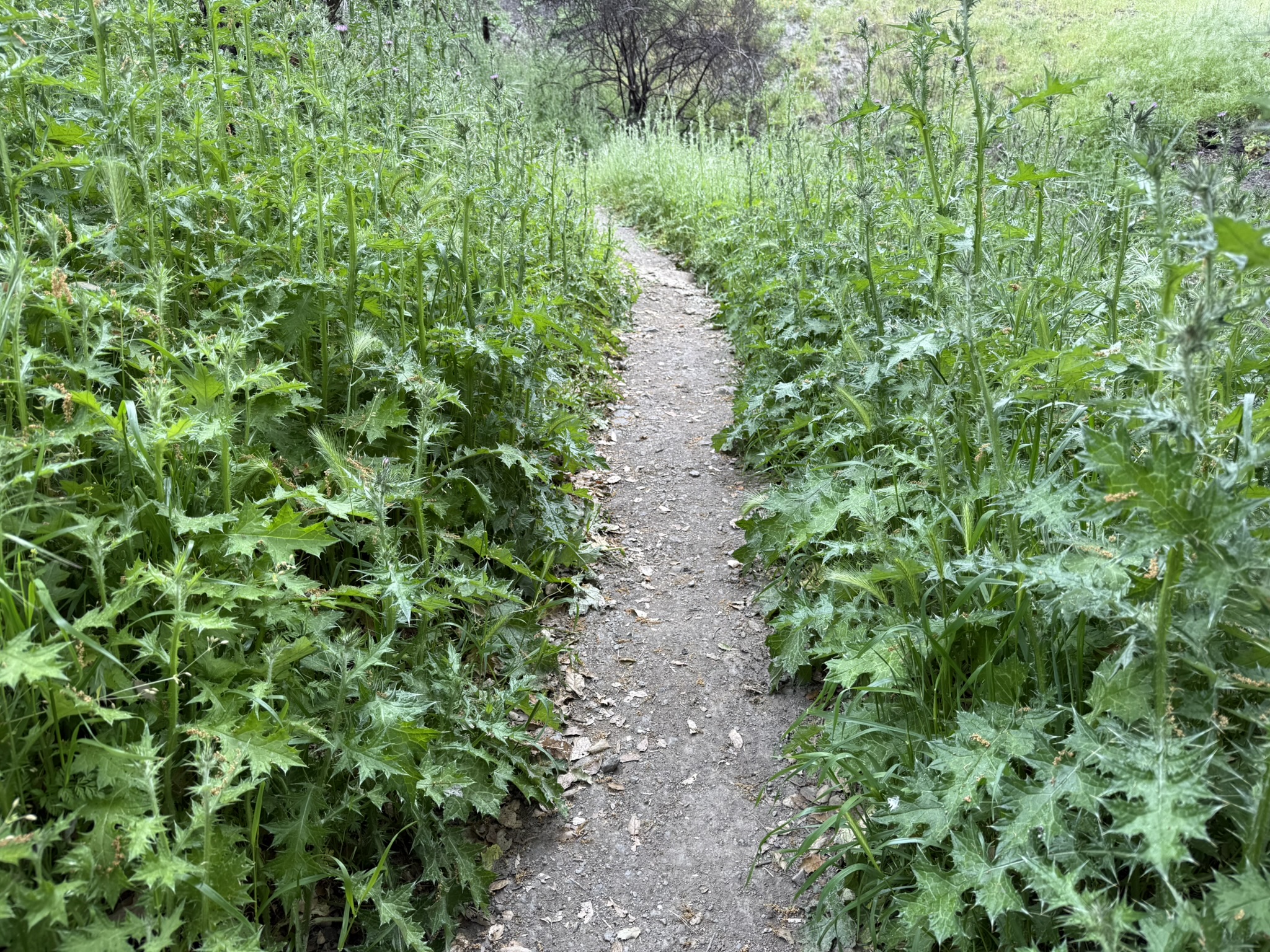 Sunol Wilderness Regional Preserve
