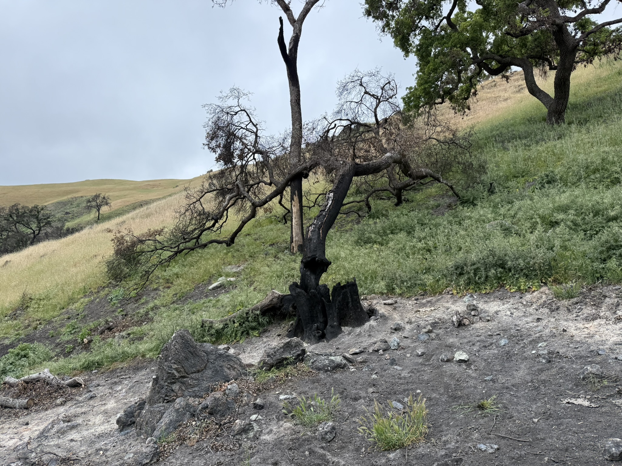 Sunol Wilderness Regional Preserve