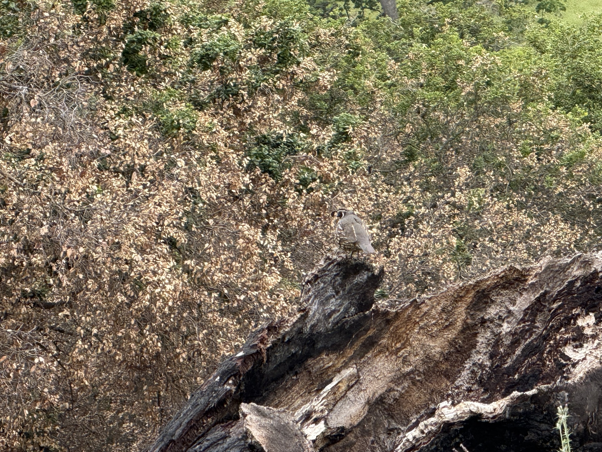 Sunol Wilderness Regional Preserve