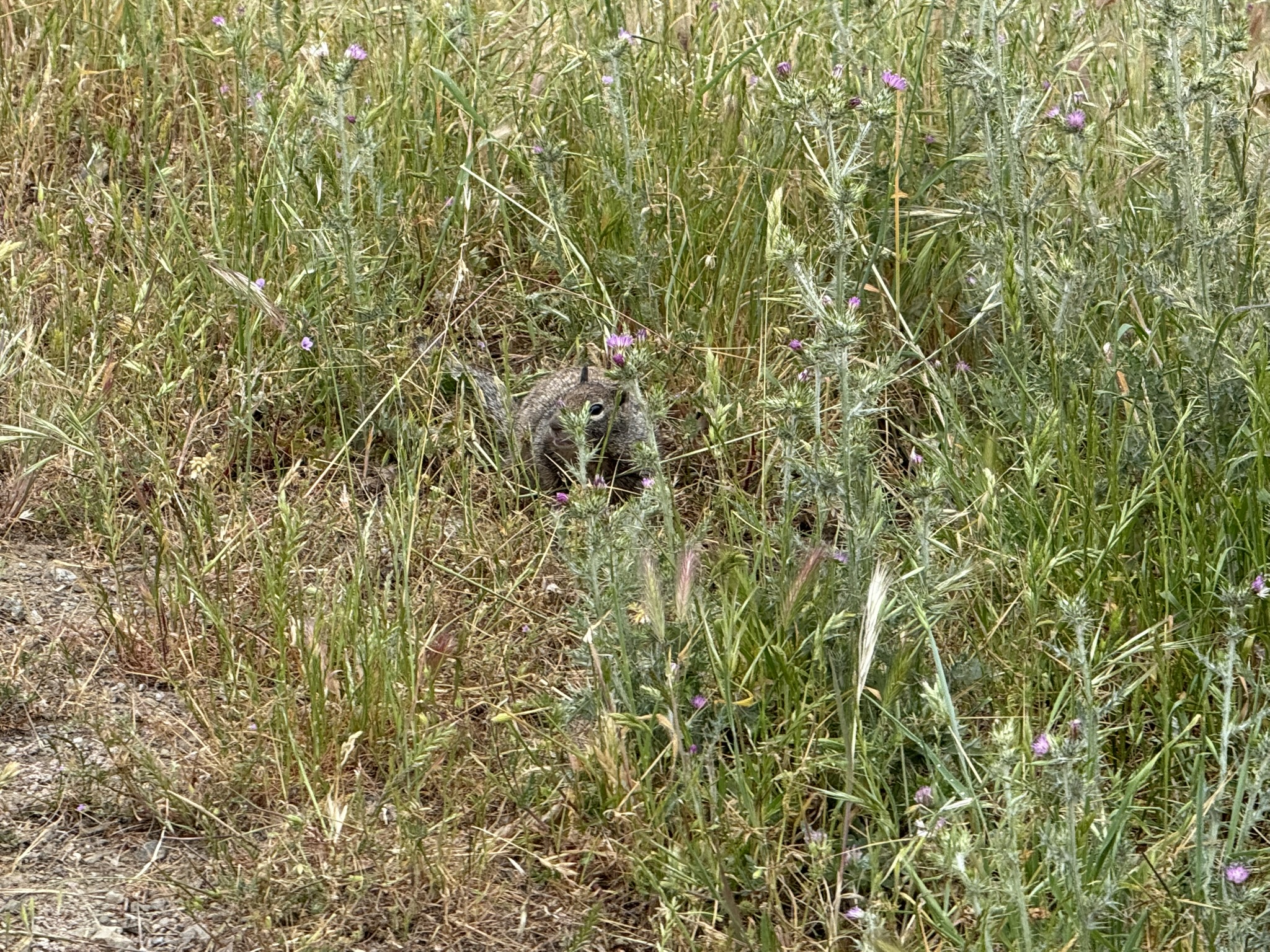 Sunol Wilderness Regional Preserve