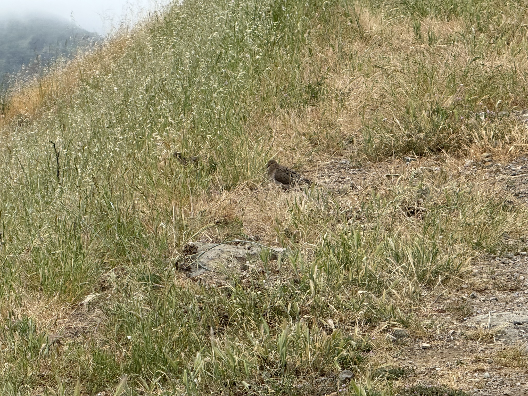 Sunol Wilderness Regional Preserve