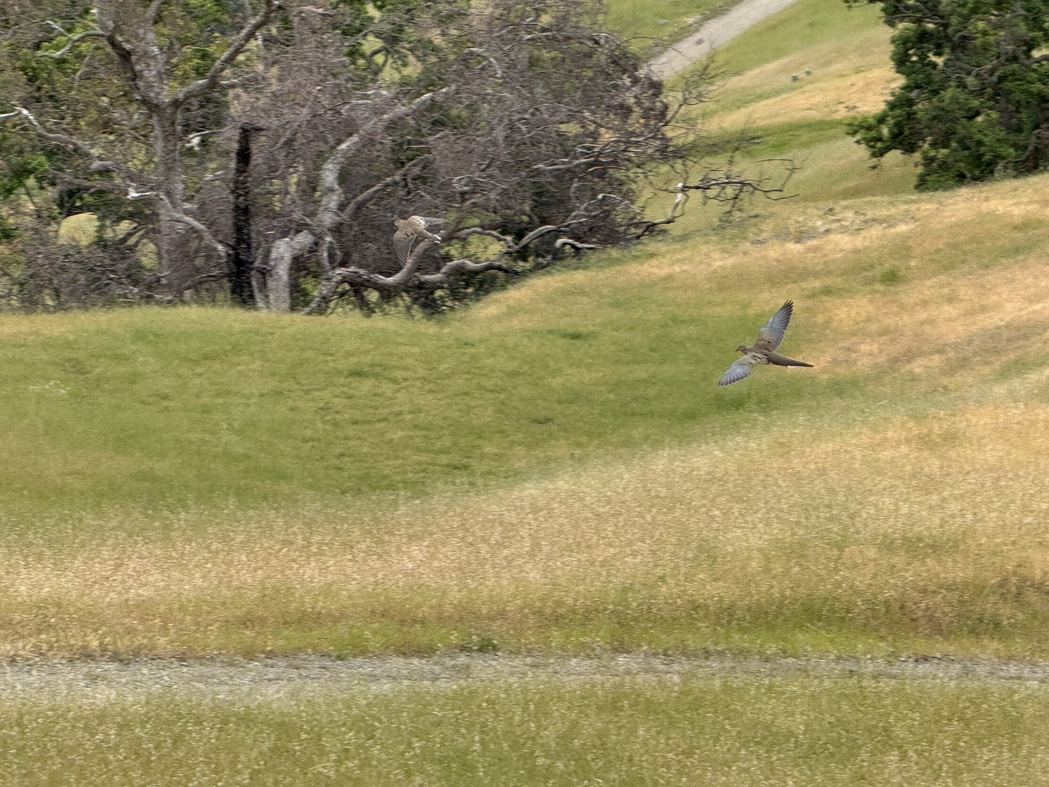 Sunol Wilderness Regional Preserve