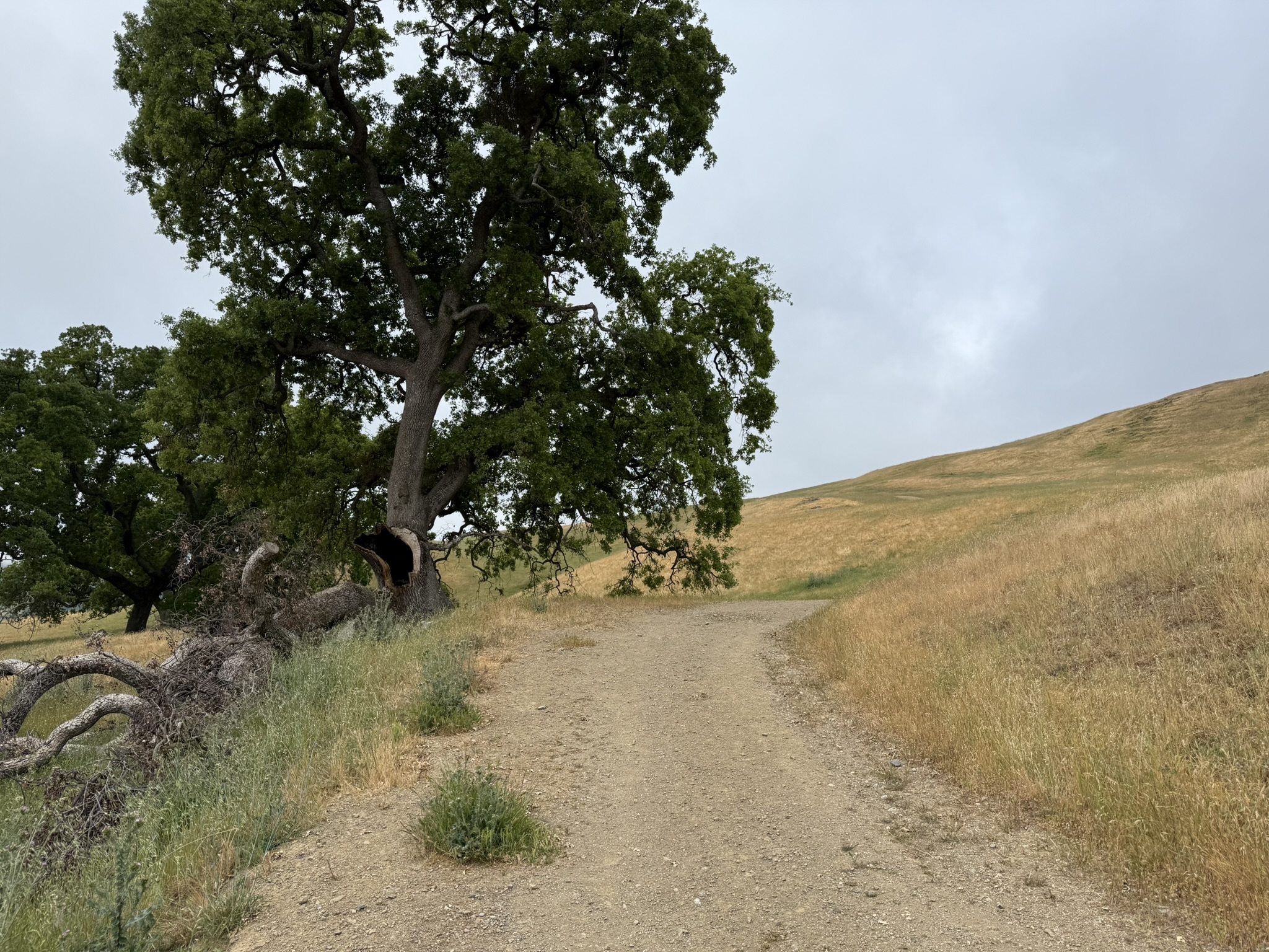 Sunol Wilderness Regional Preserve
