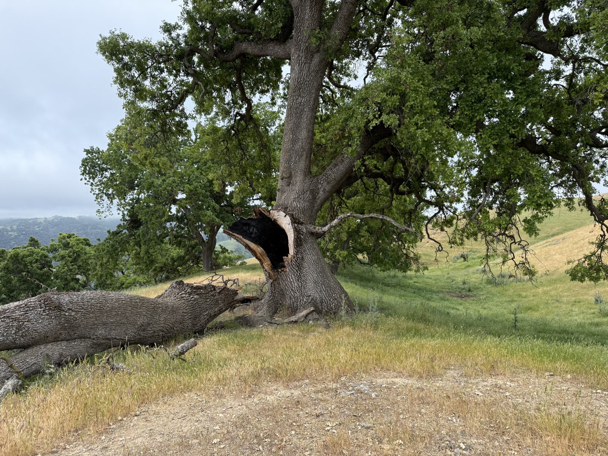 Sunol Wilderness Regional Preserve