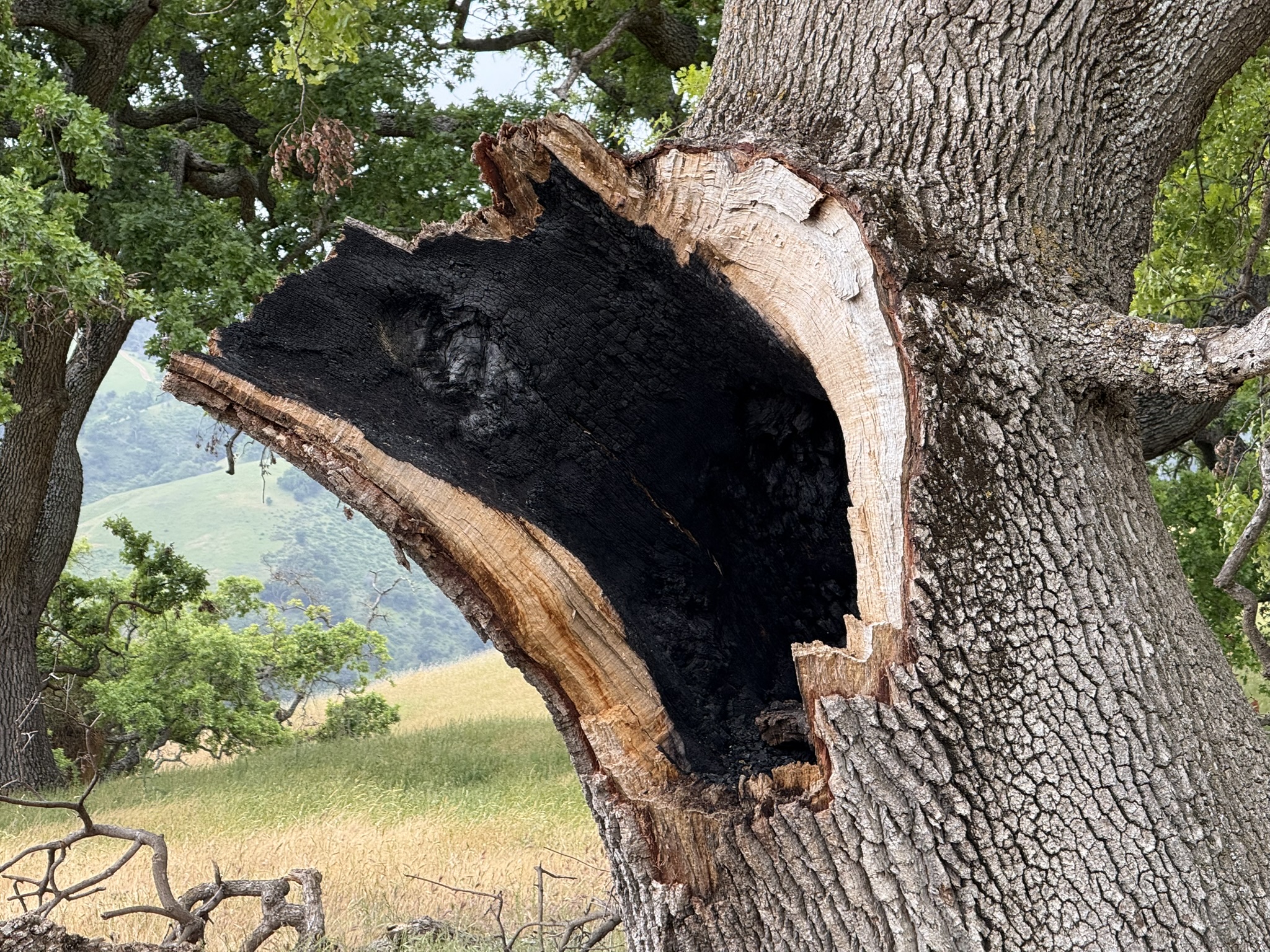Sunol Wilderness Regional Preserve