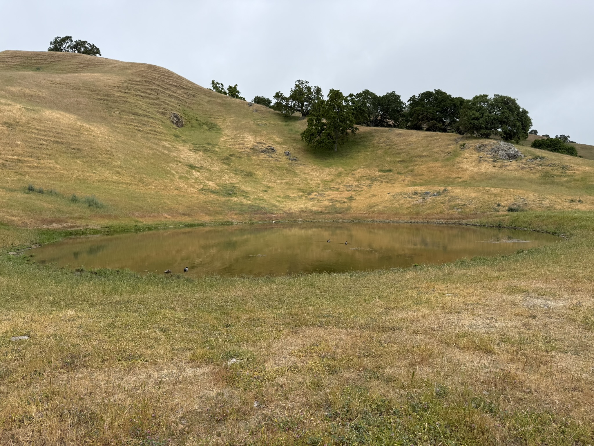 Sunol Wilderness Regional Preserve