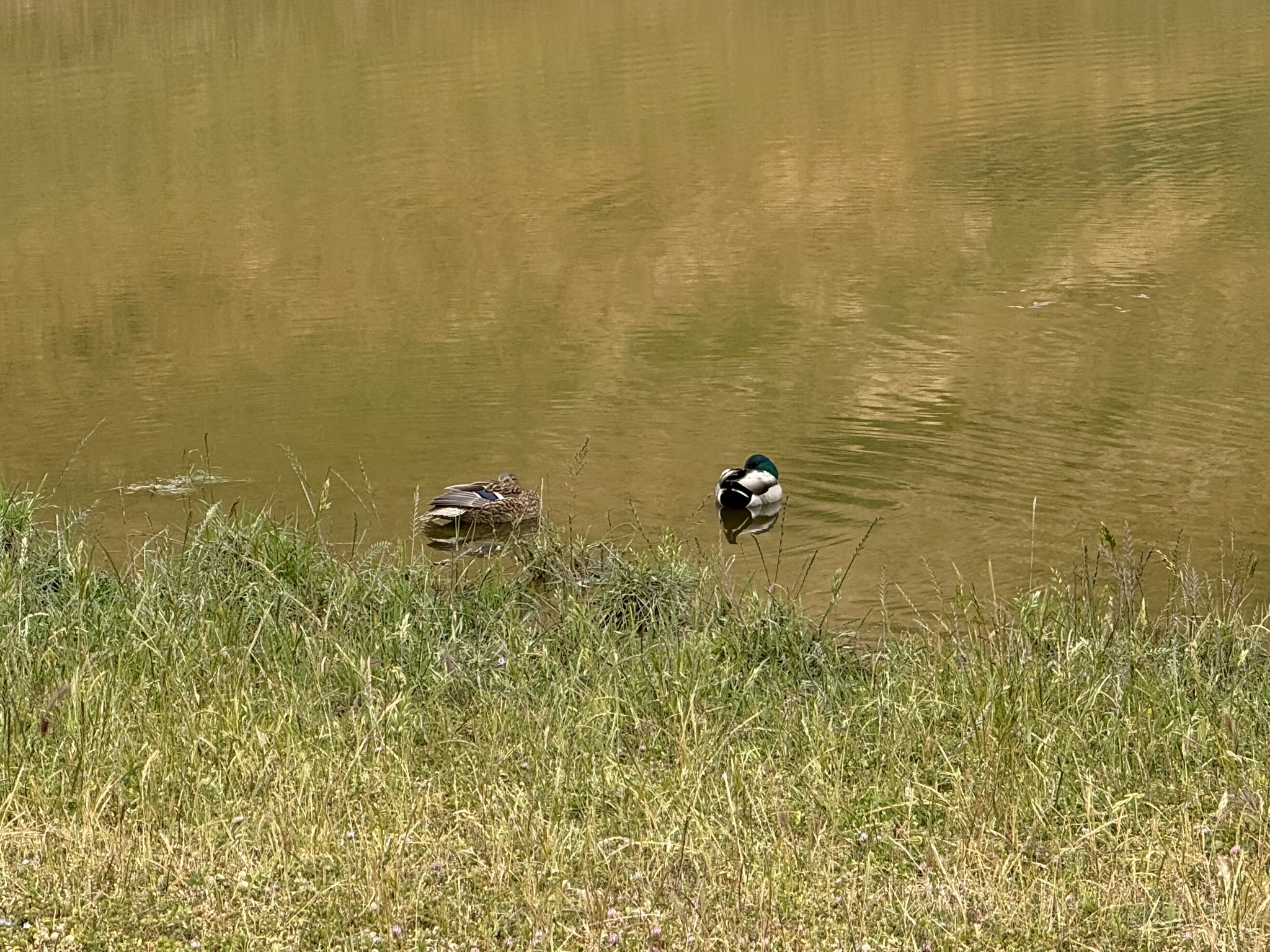 Sunol Wilderness Regional Preserve