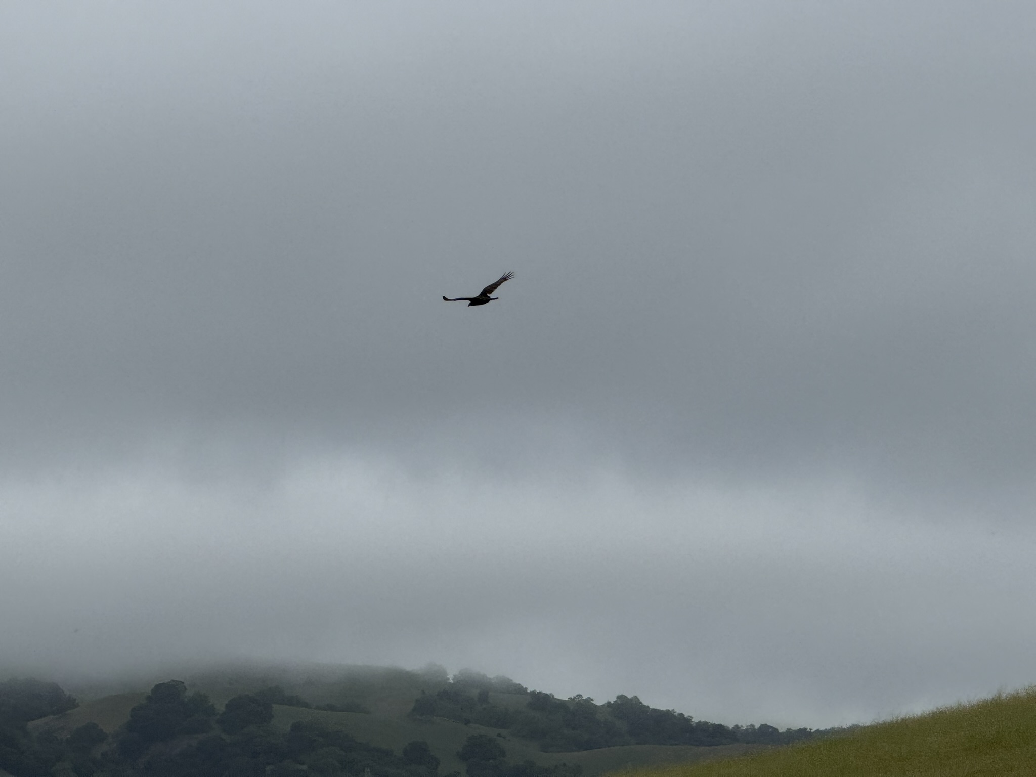 Sunol Wilderness Regional Preserve