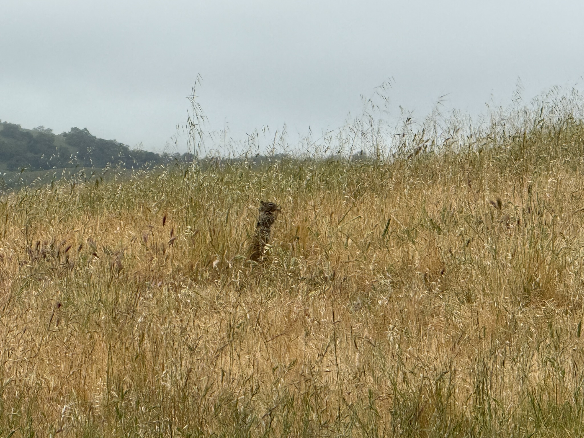 Sunol Wilderness Regional Preserve