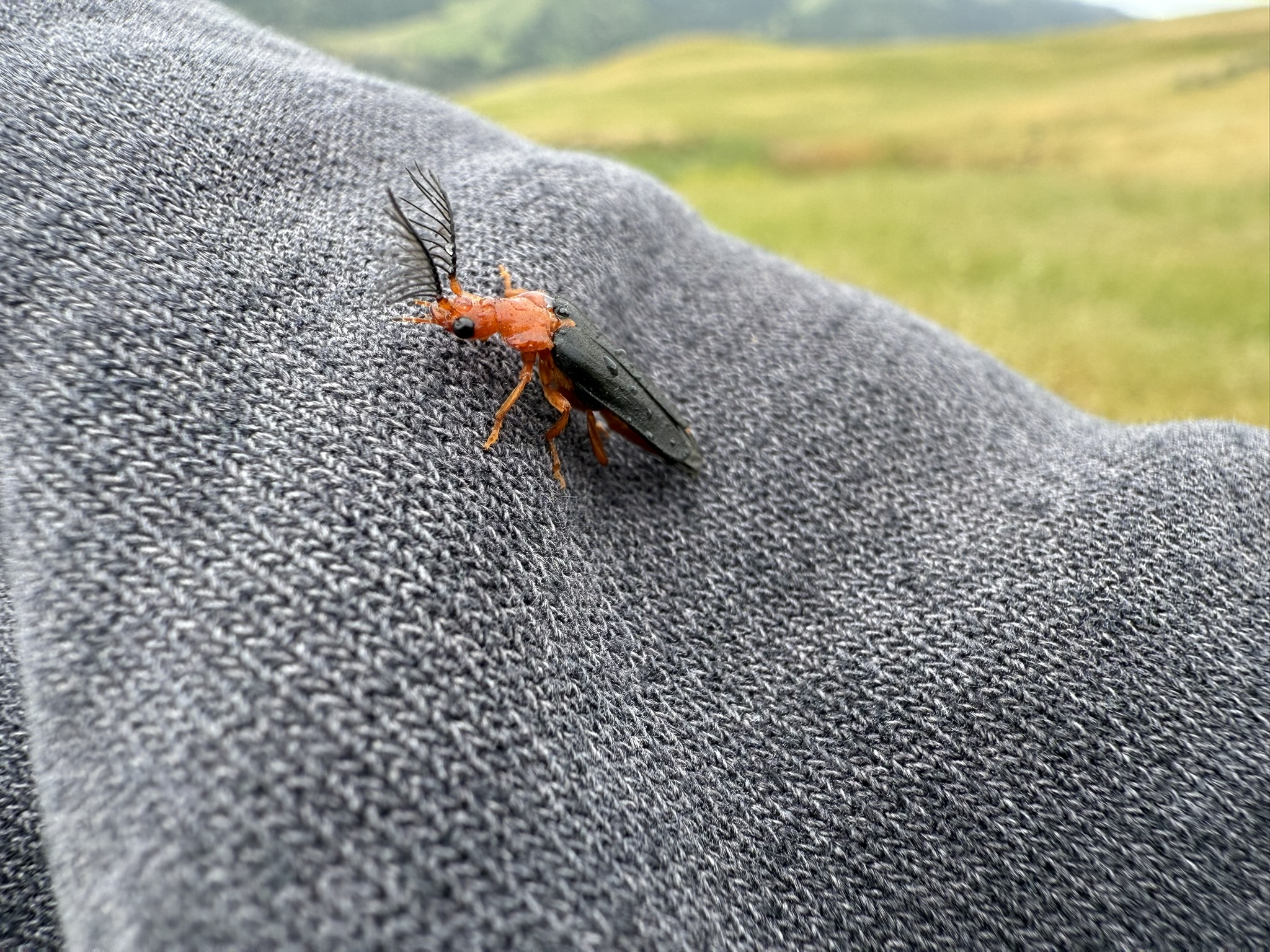 Sunol Wilderness Regional Preserve