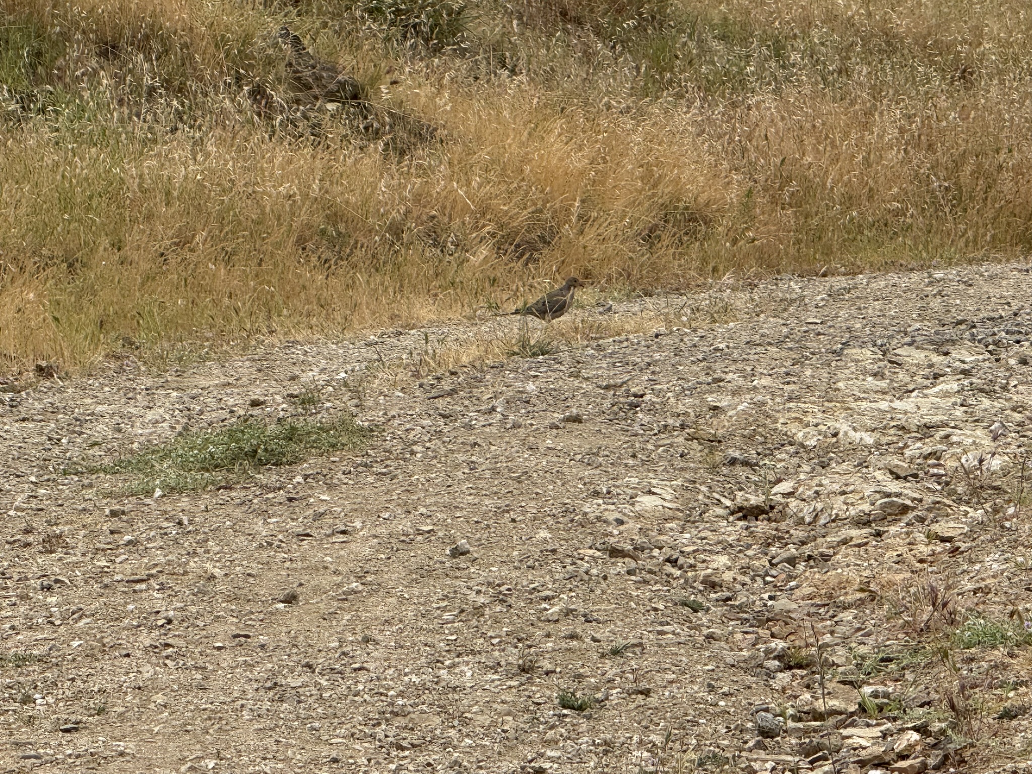 Sunol Wilderness Regional Preserve