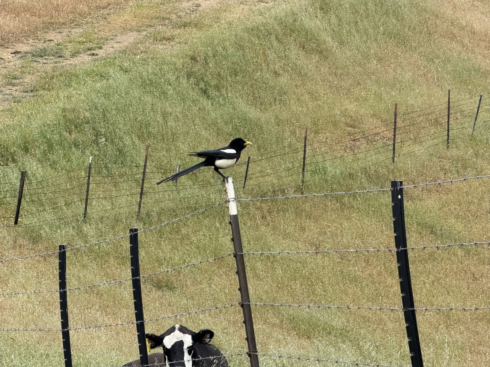 Sunol Wilderness Regional Preserve