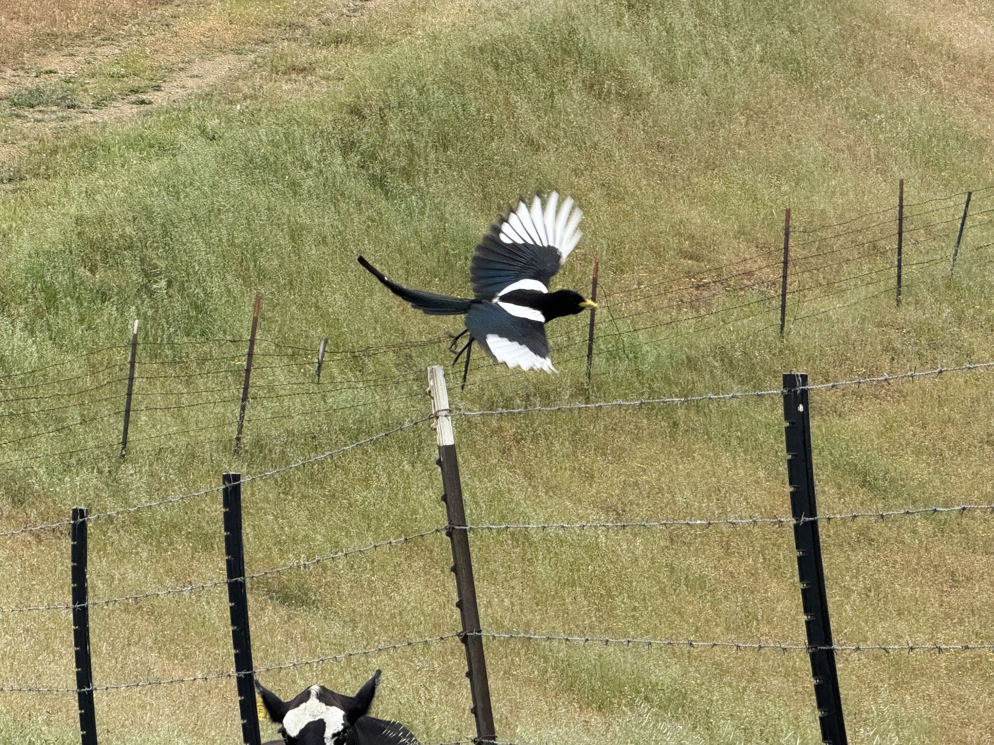 Sunol Wilderness Regional Preserve