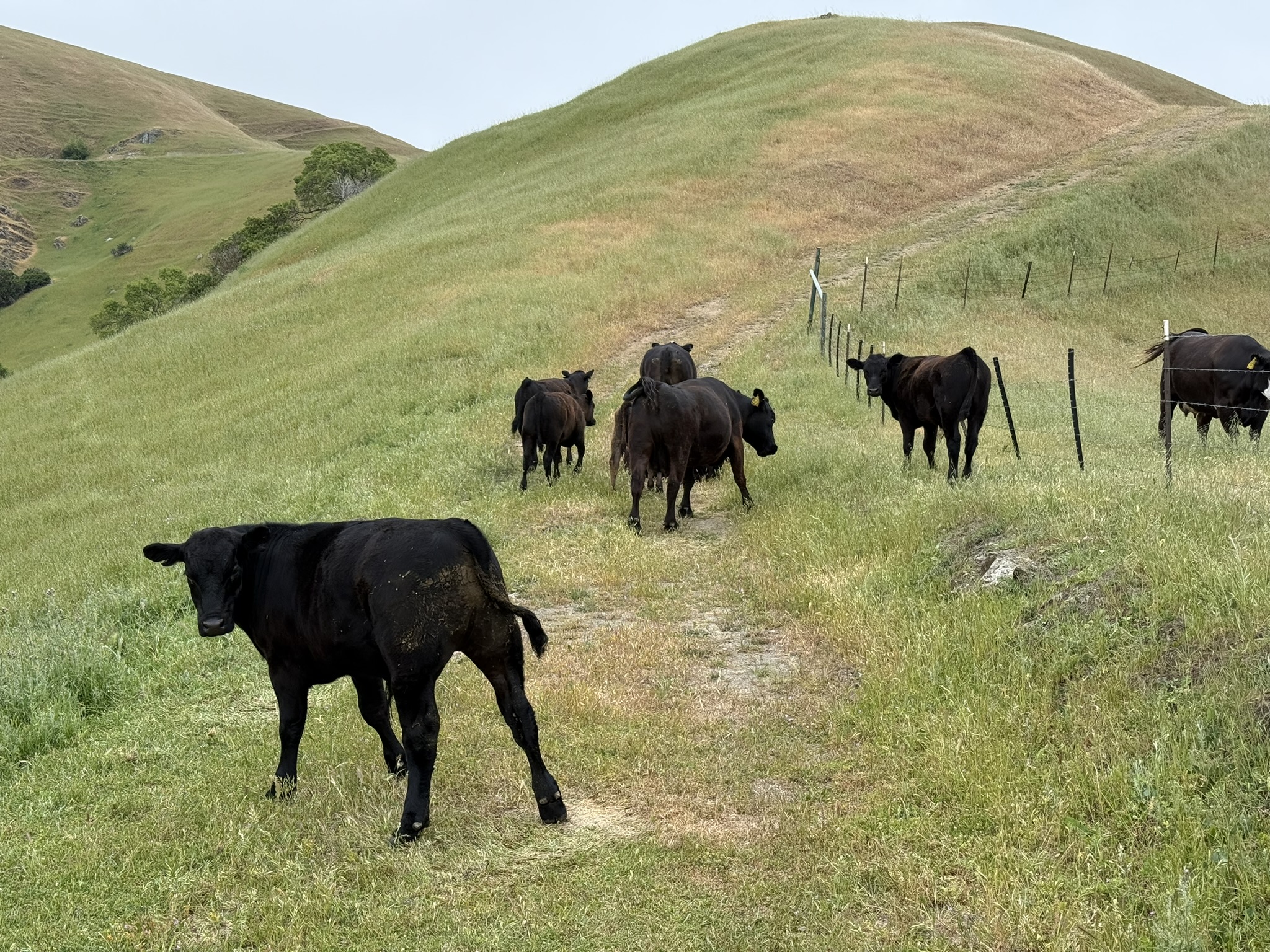 Sunol Wilderness Regional Preserve