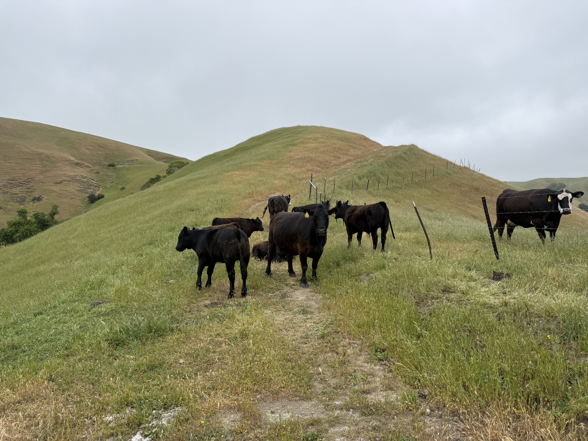 Sunol Wilderness Regional Preserve