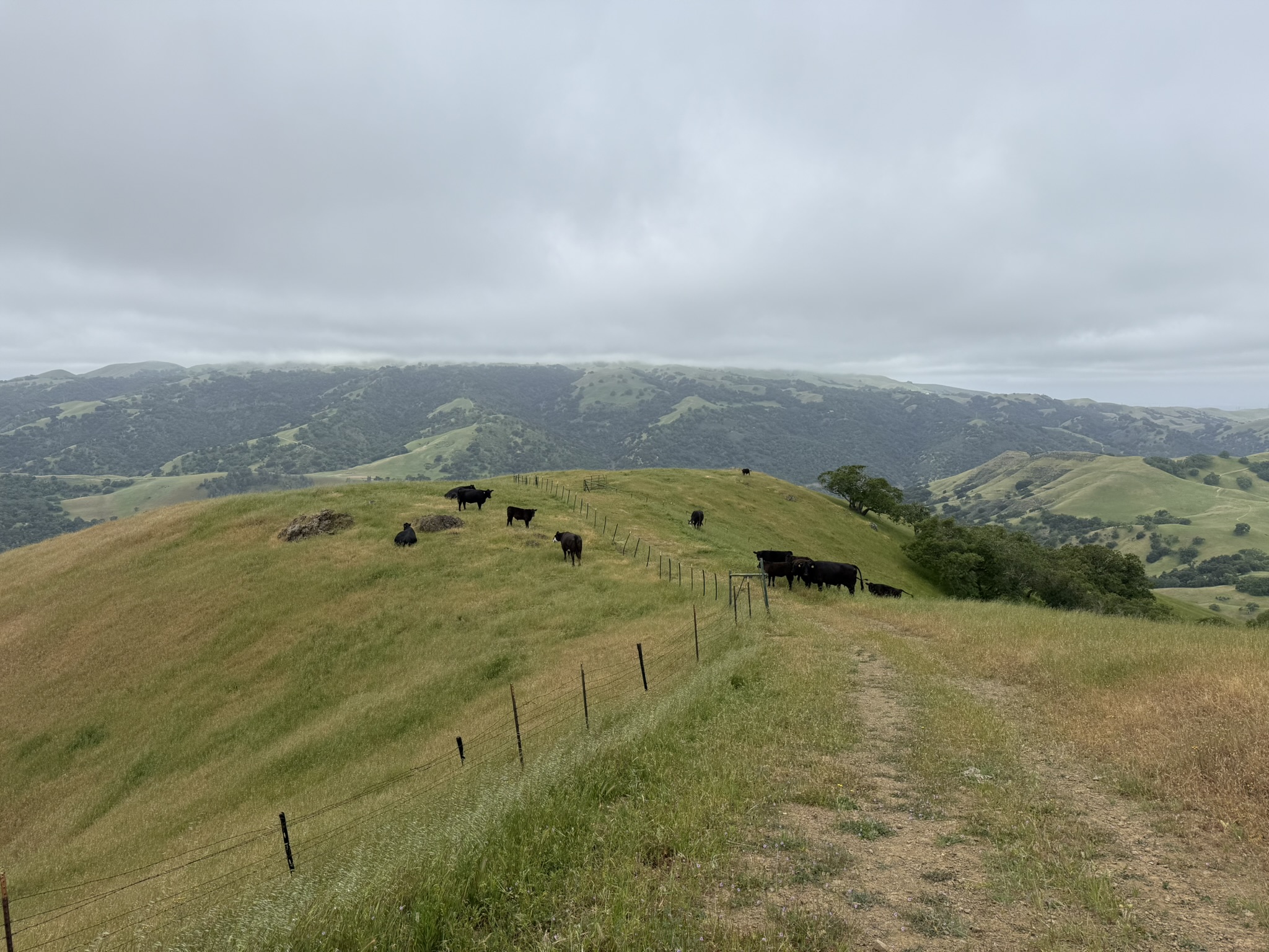 Sunol Wilderness Regional Preserve