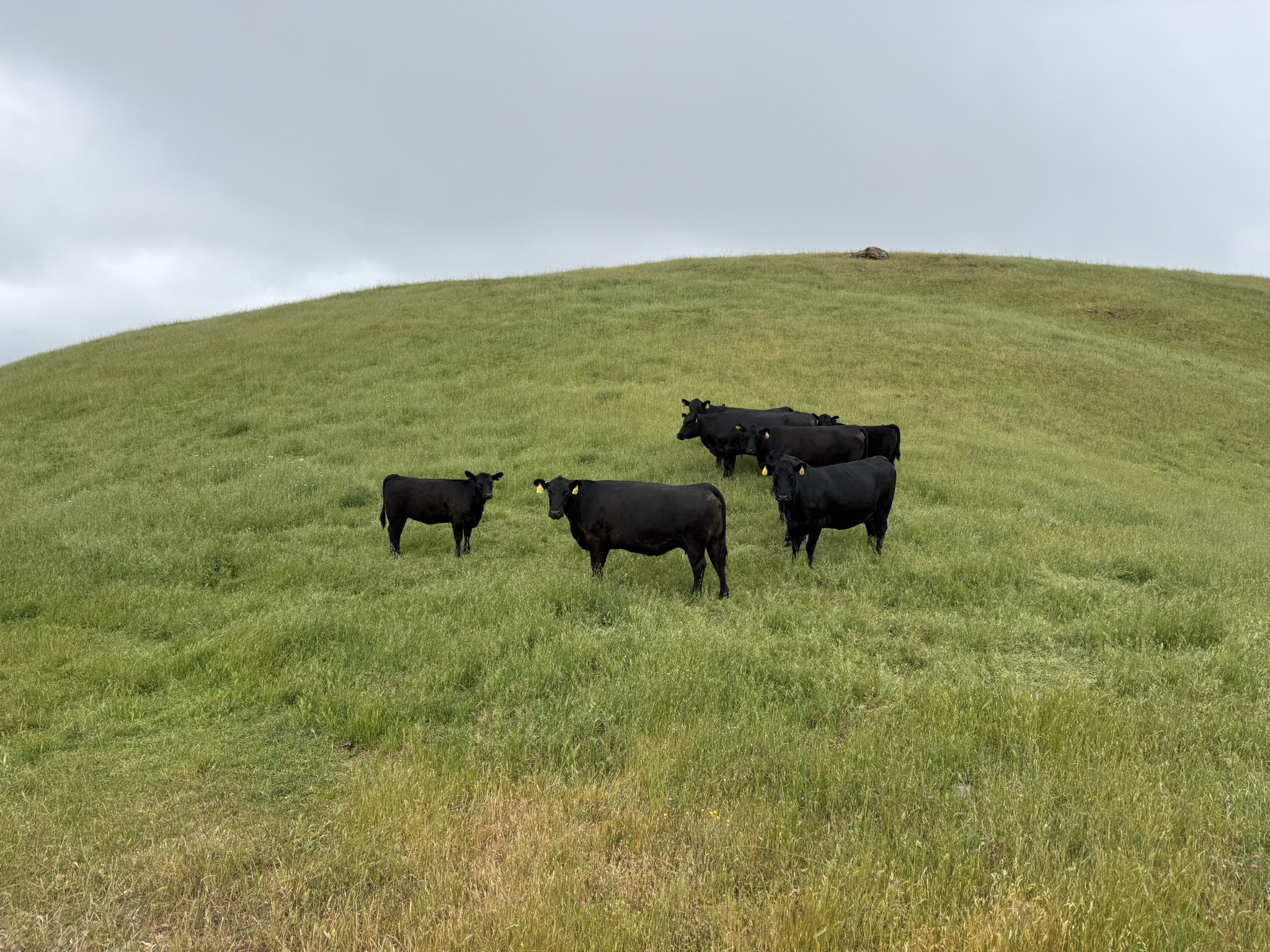 Sunol Wilderness Regional Preserve