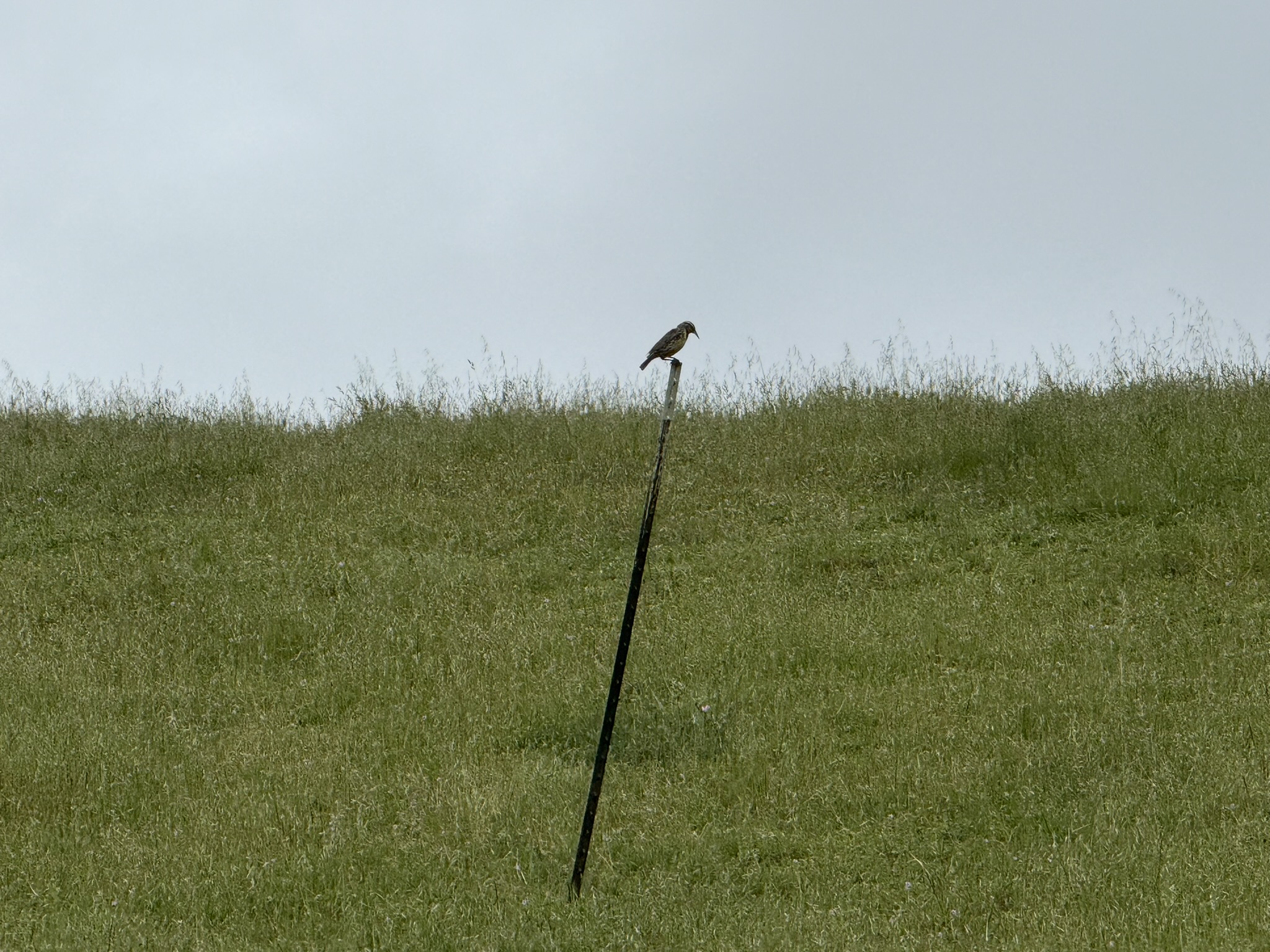 Sunol Wilderness Regional Preserve