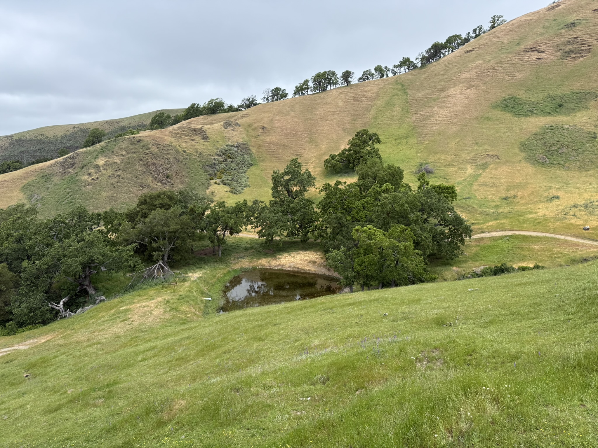 Sunol Wilderness Regional Preserve