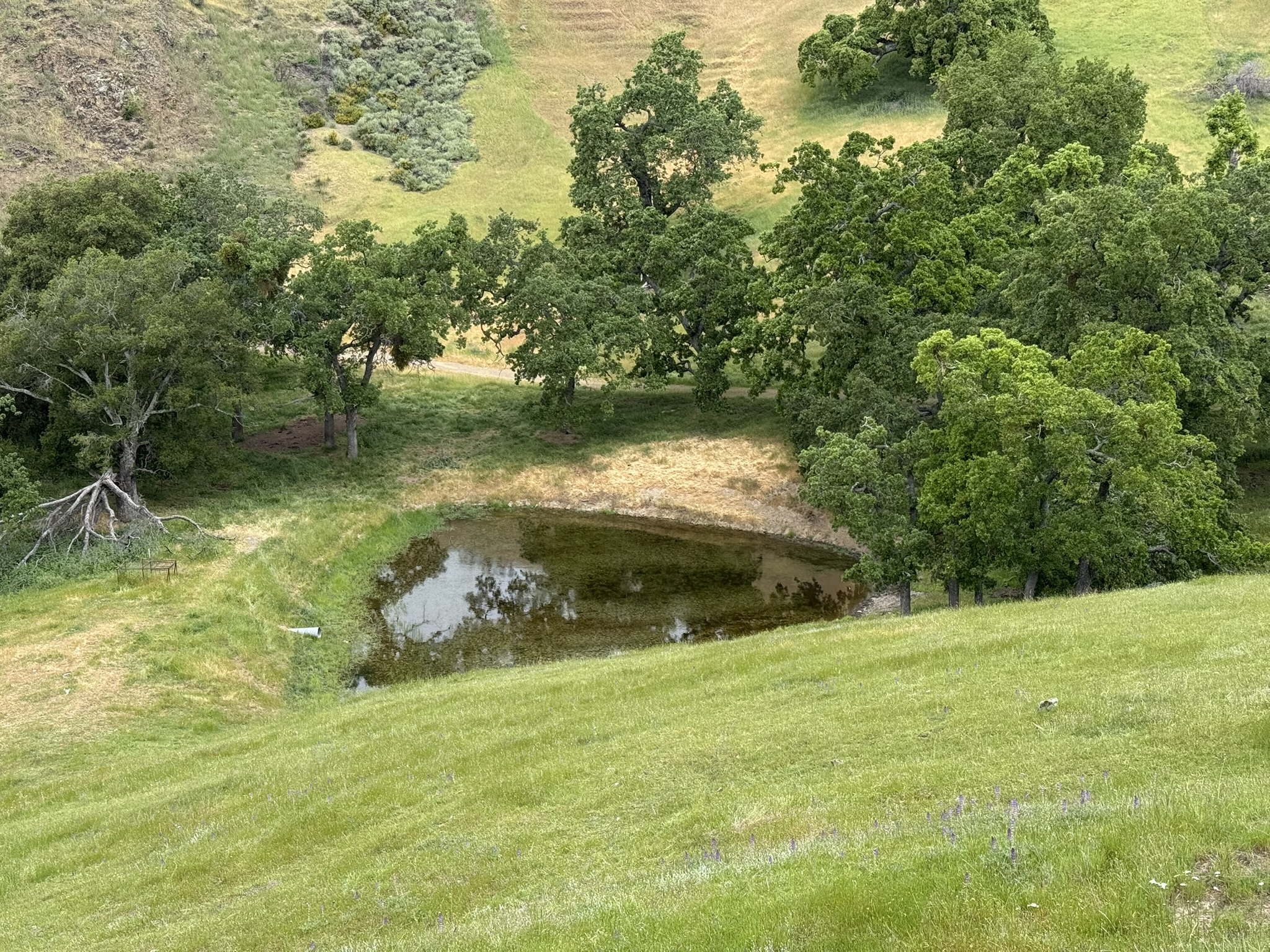 Sunol Wilderness Regional Preserve