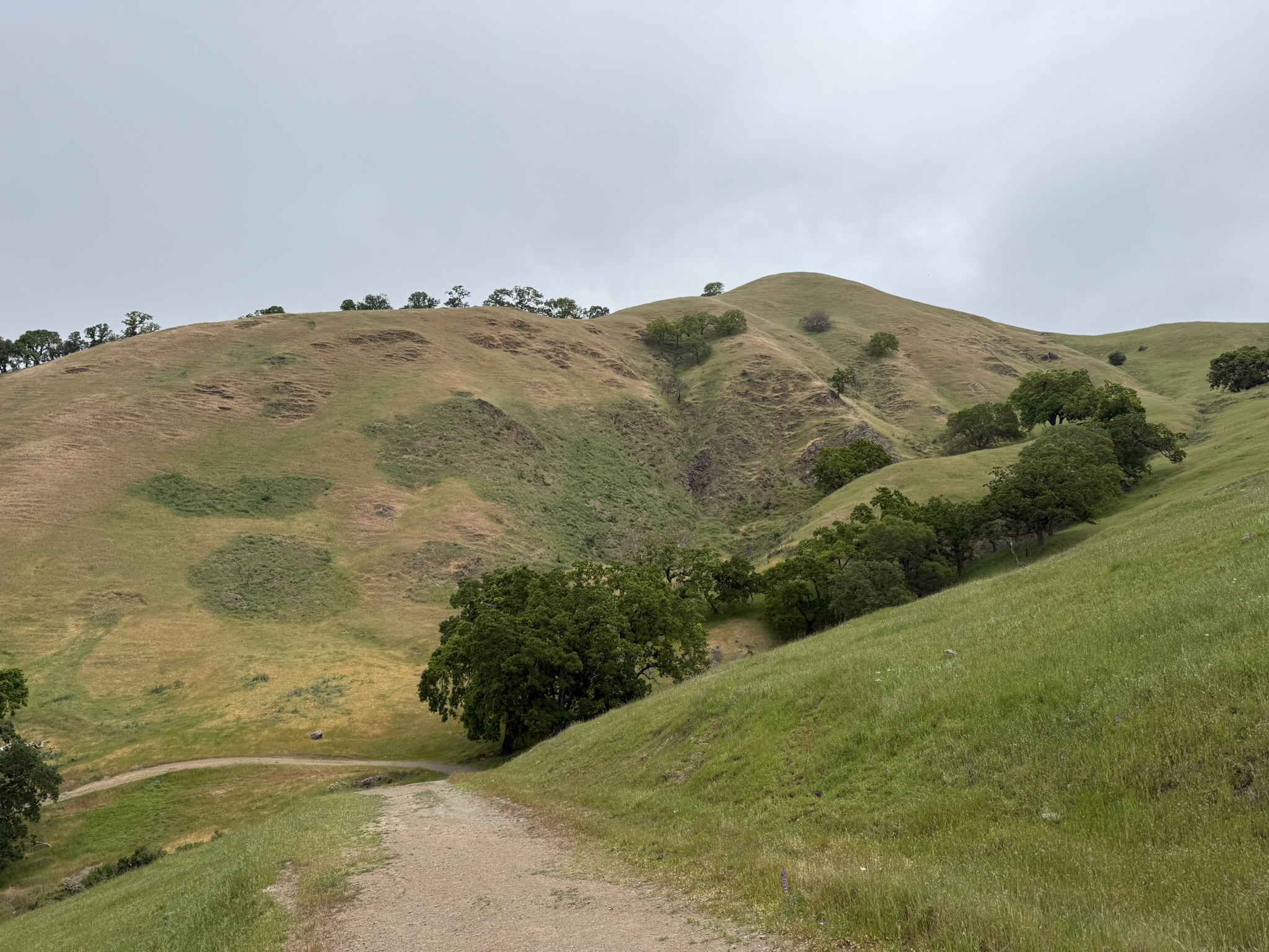Sunol Wilderness Regional Preserve