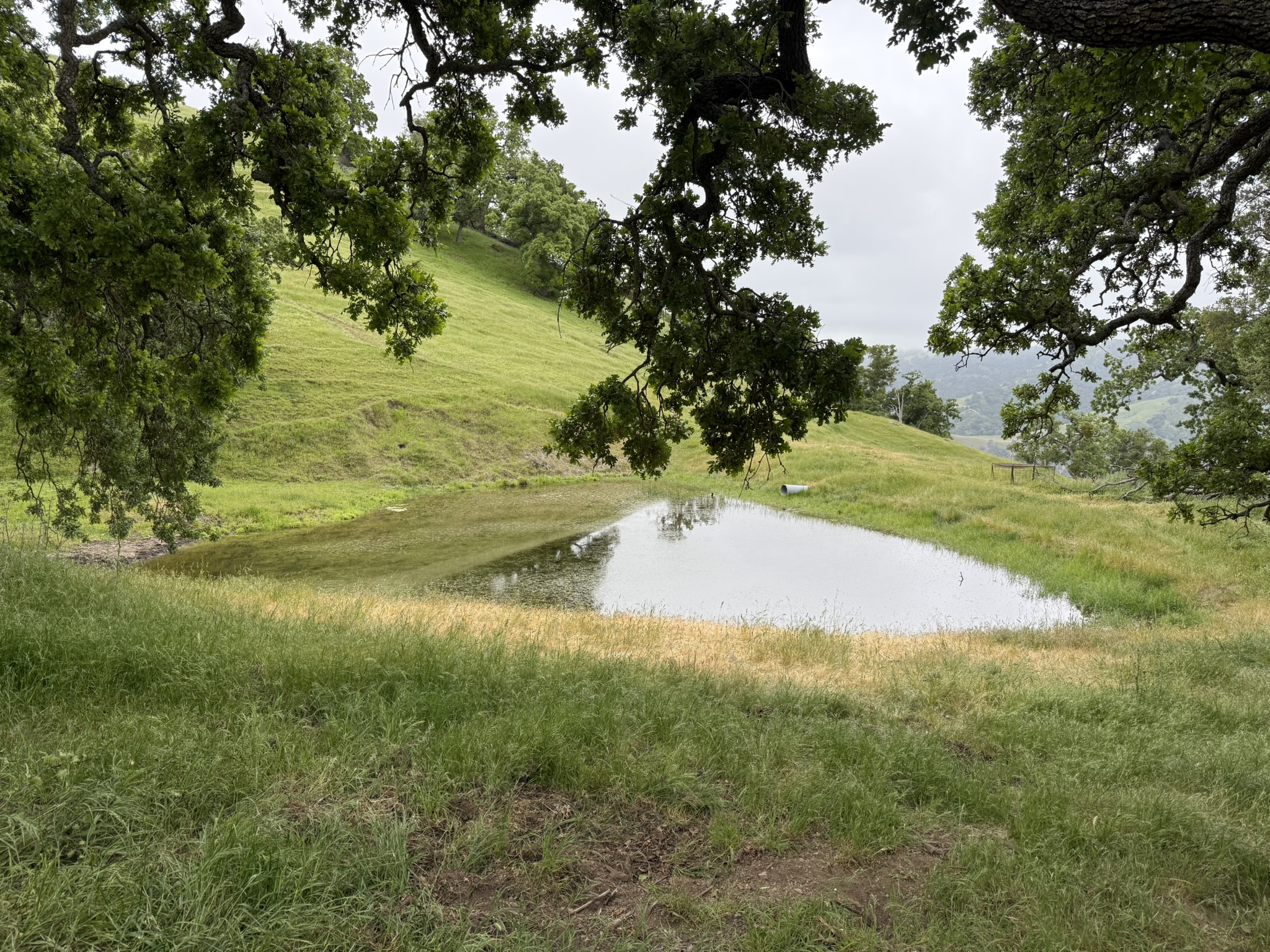Sunol Wilderness Regional Preserve
