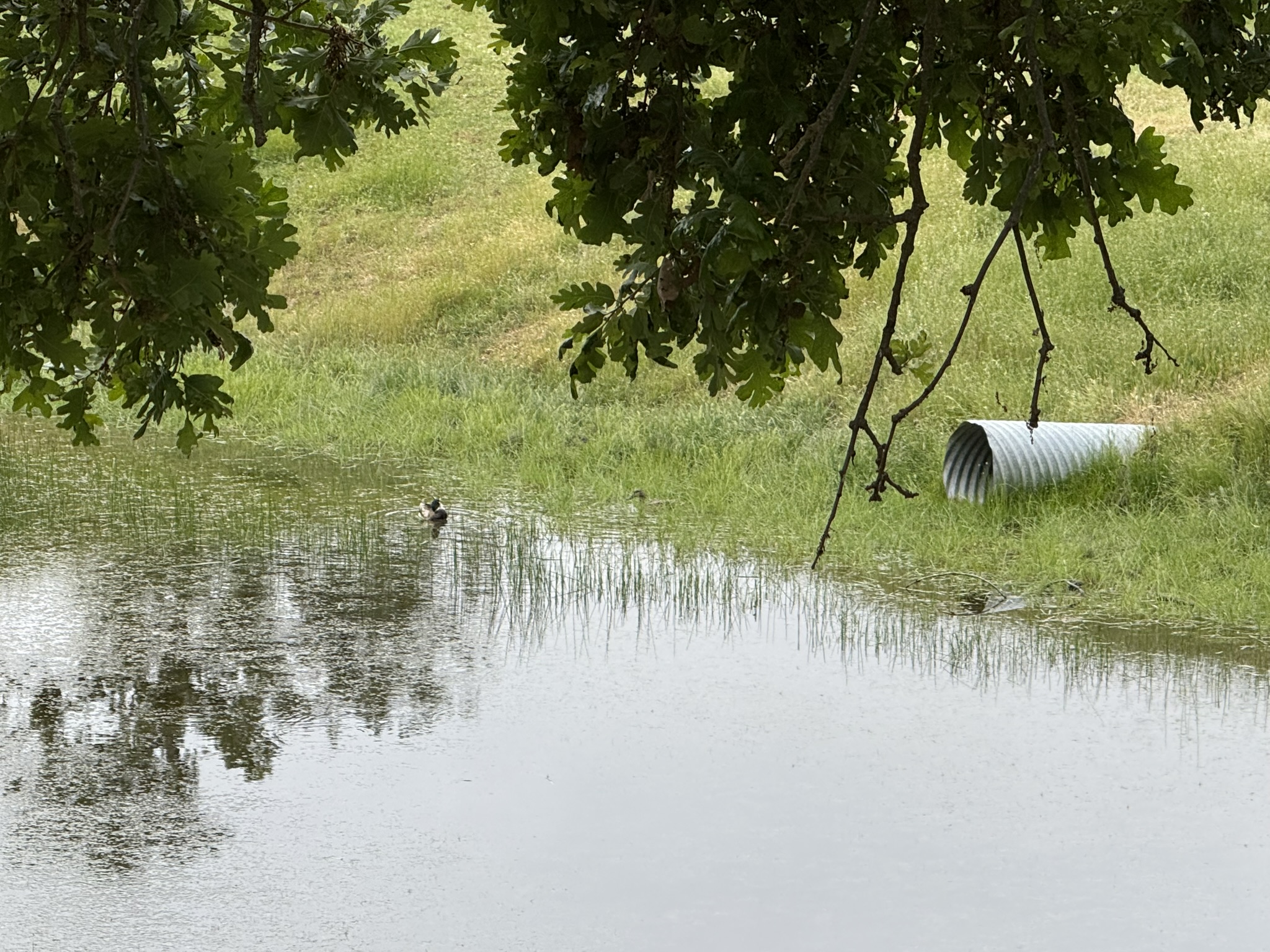 Sunol Wilderness Regional Preserve