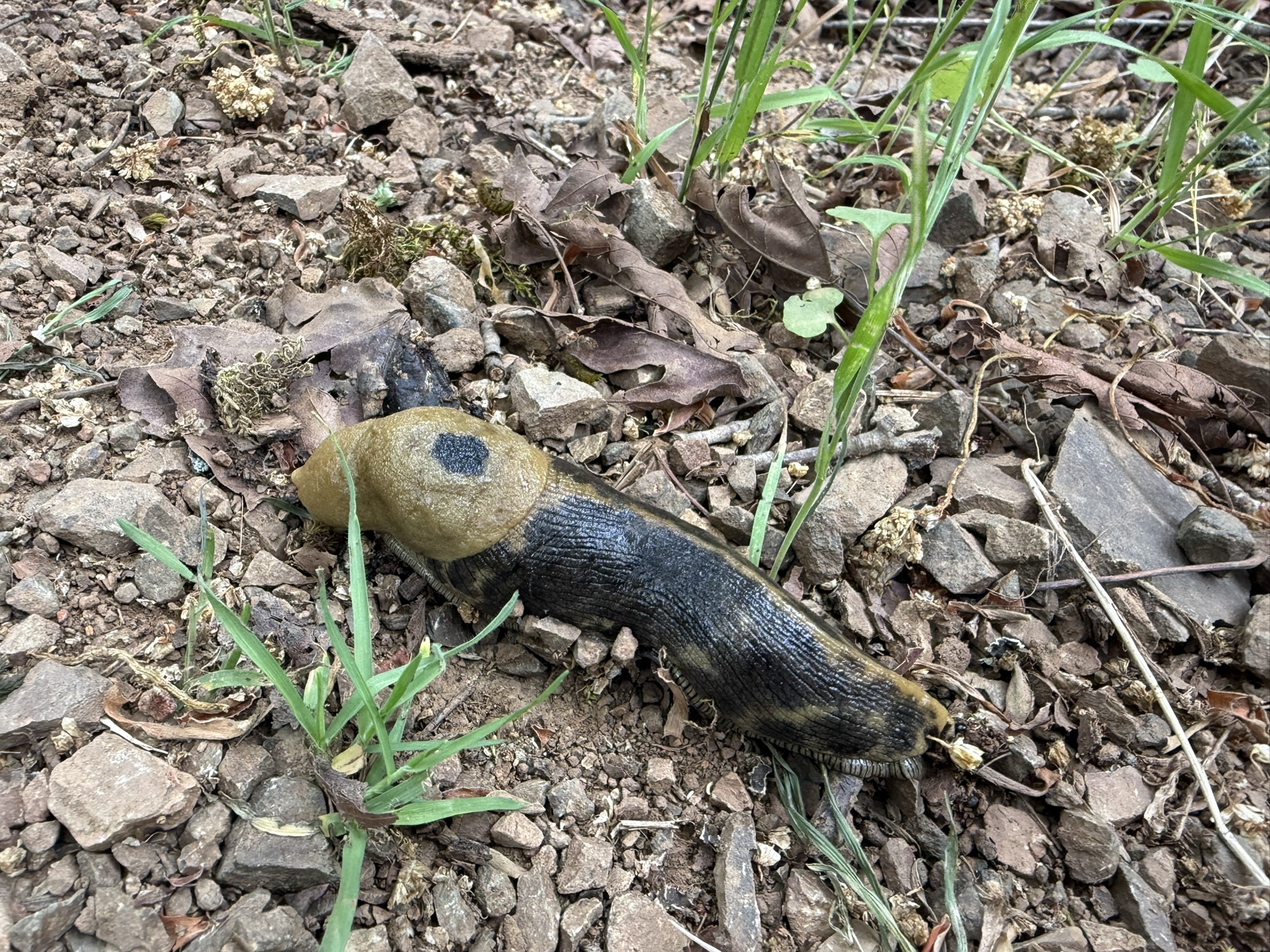 Sunol Wilderness Regional Preserve