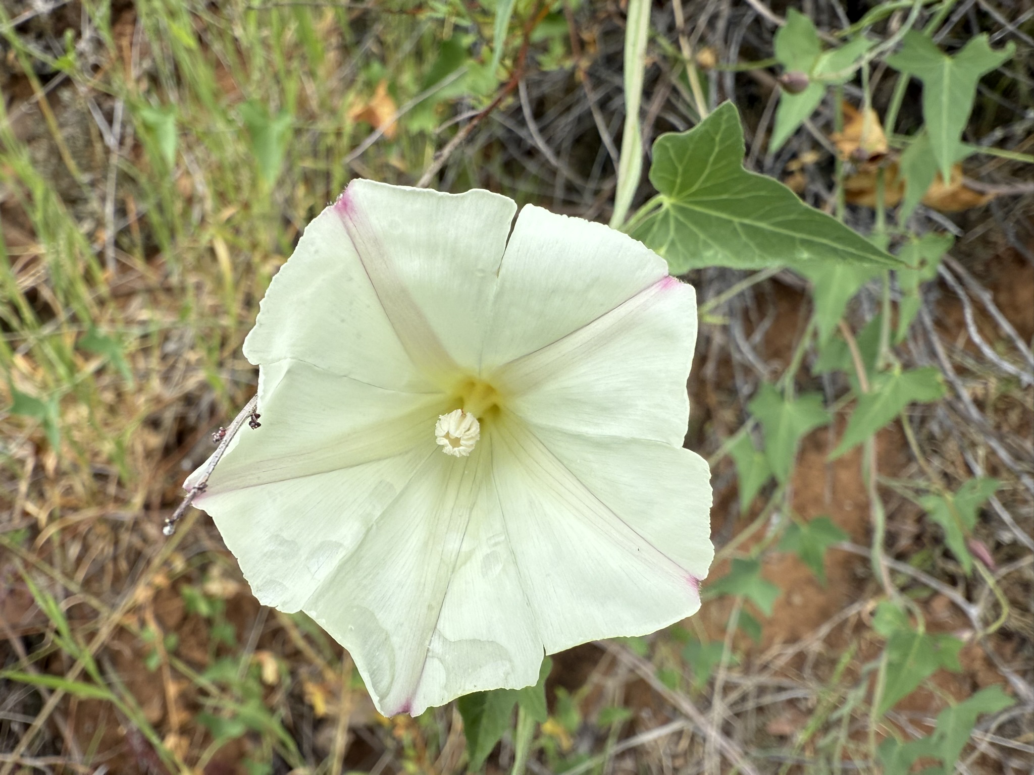 Sunol Wilderness Regional Preserve