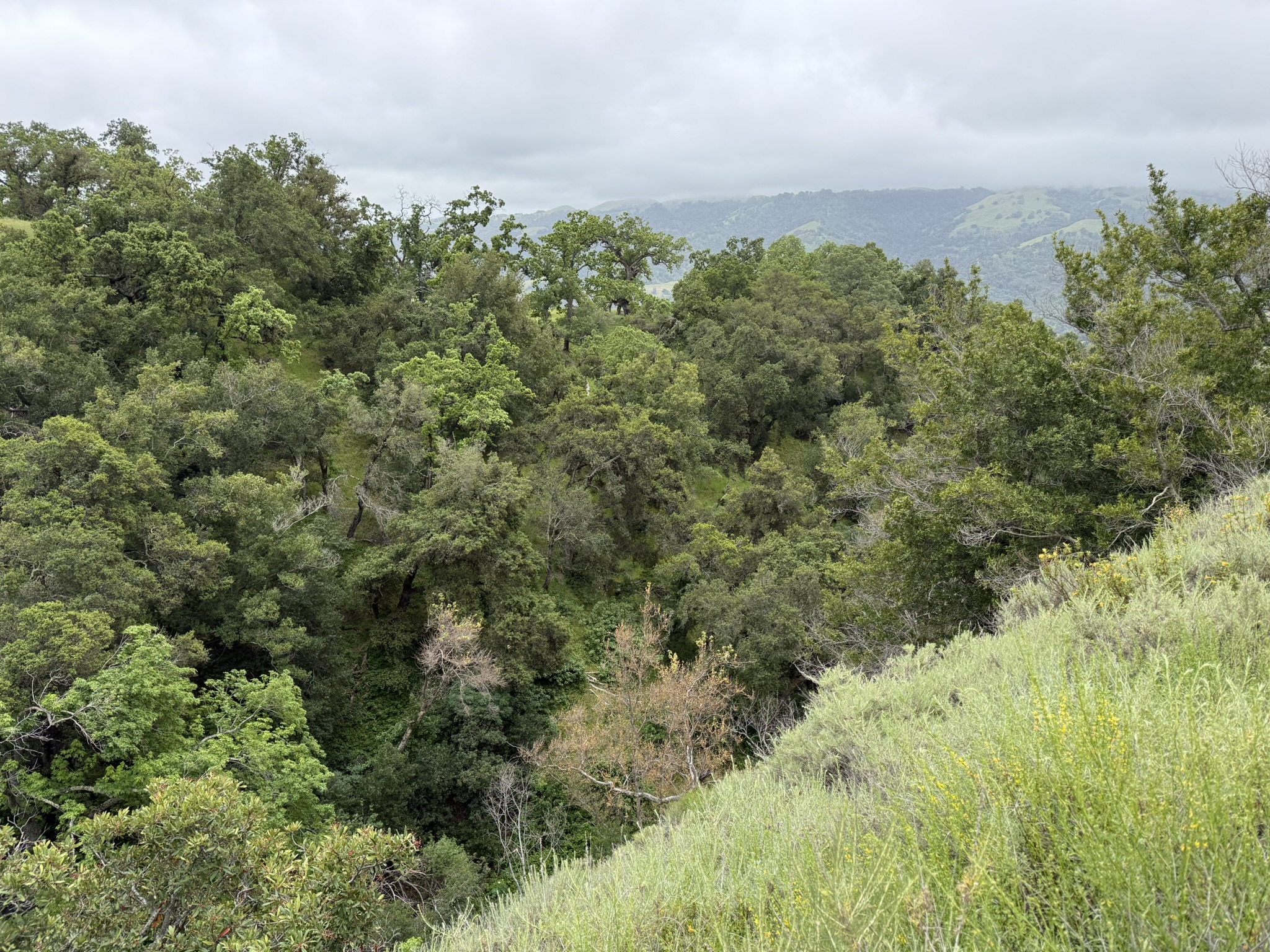 Sunol Wilderness Regional Preserve