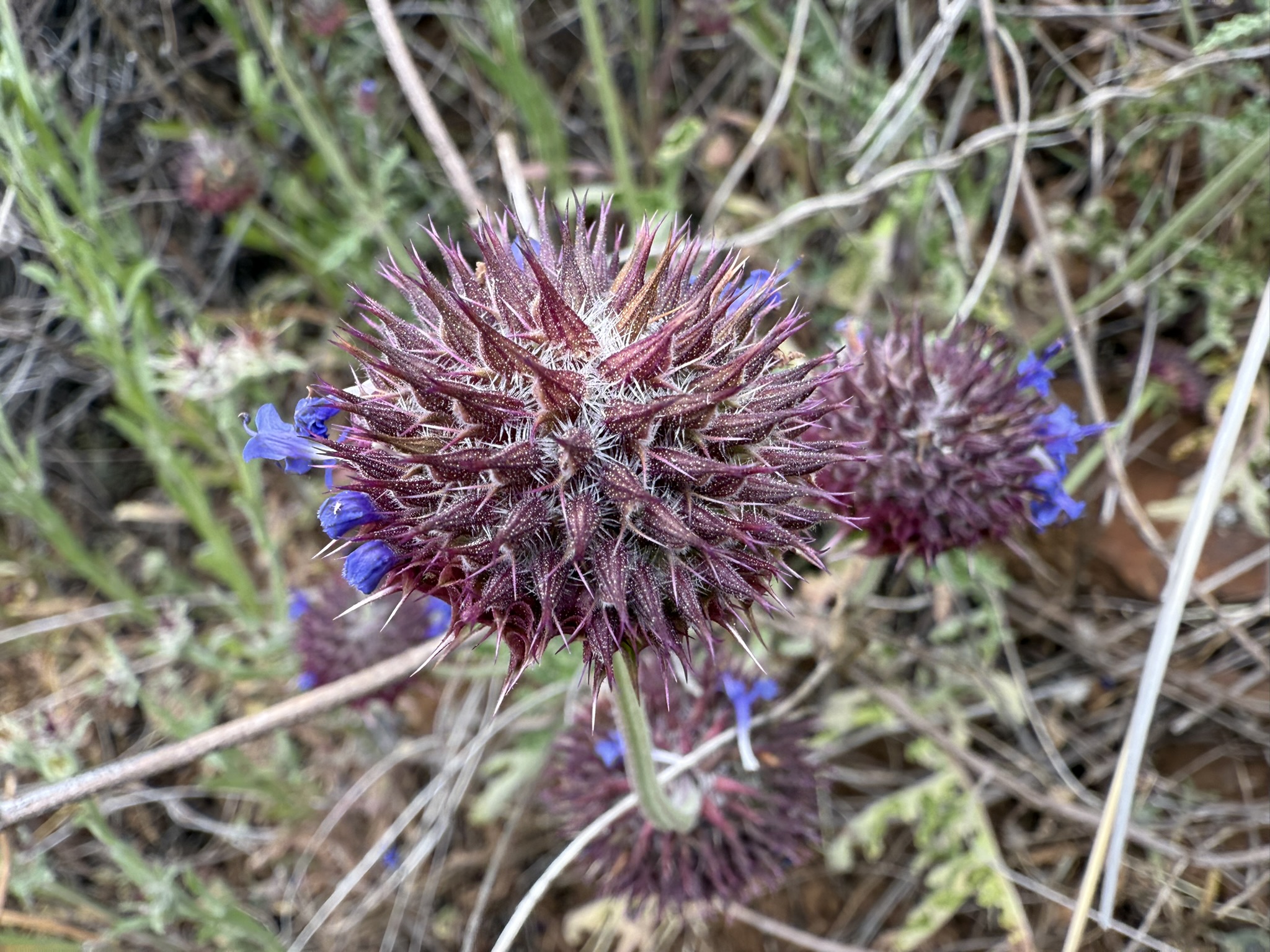 Sunol Wilderness Regional Preserve