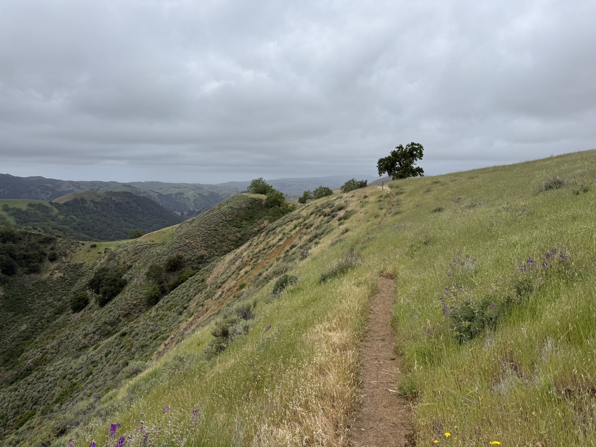 Sunol Wilderness Regional Preserve