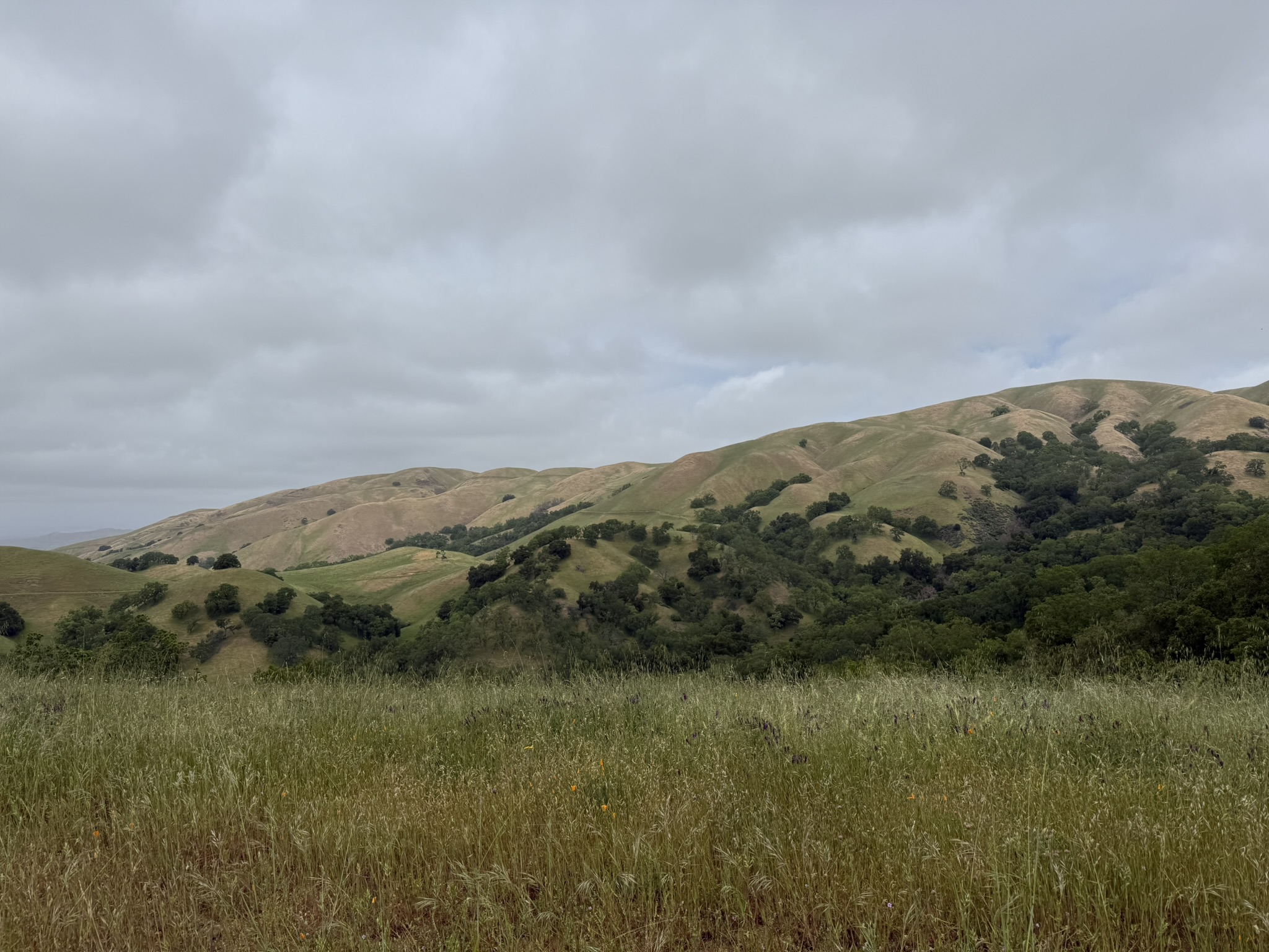 Sunol Wilderness Regional Preserve