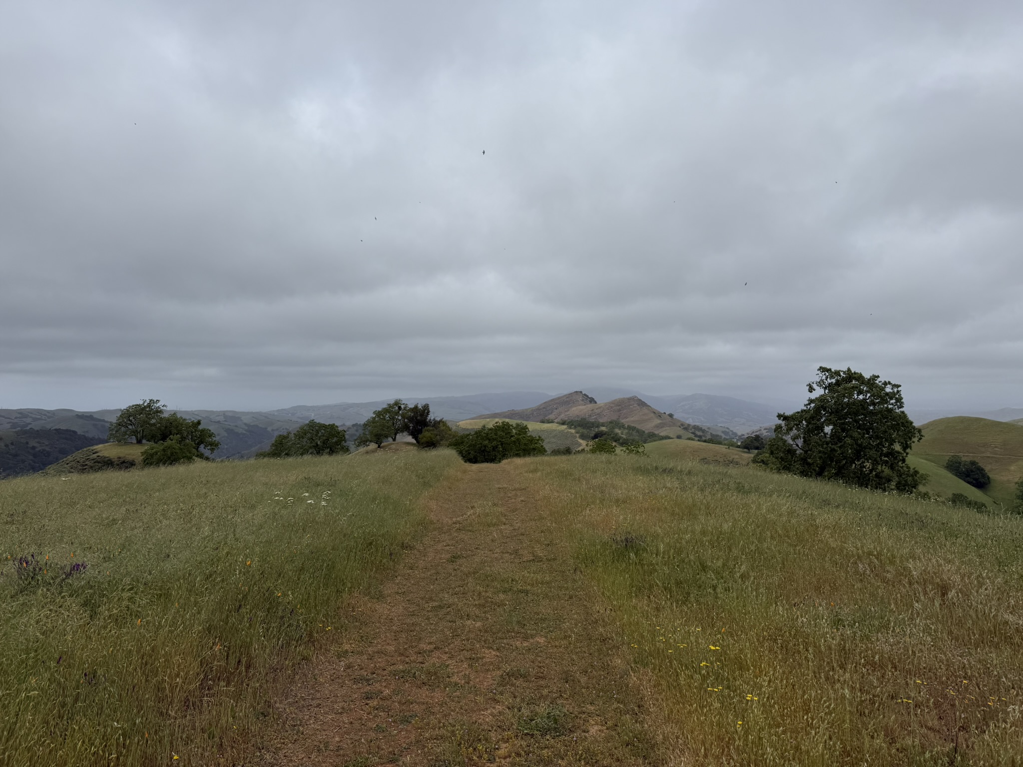Sunol Wilderness Regional Preserve