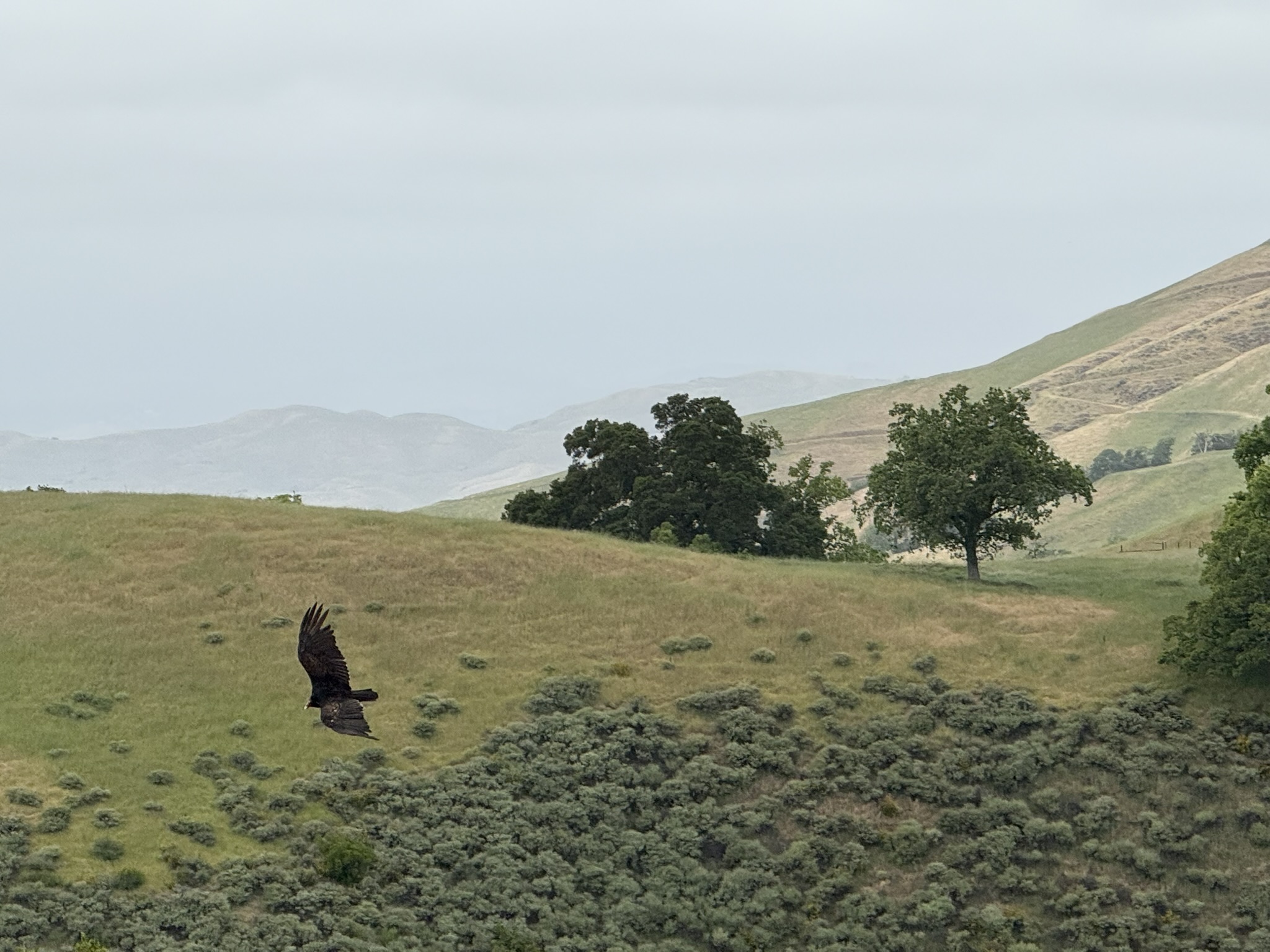 Sunol Wilderness Regional Preserve