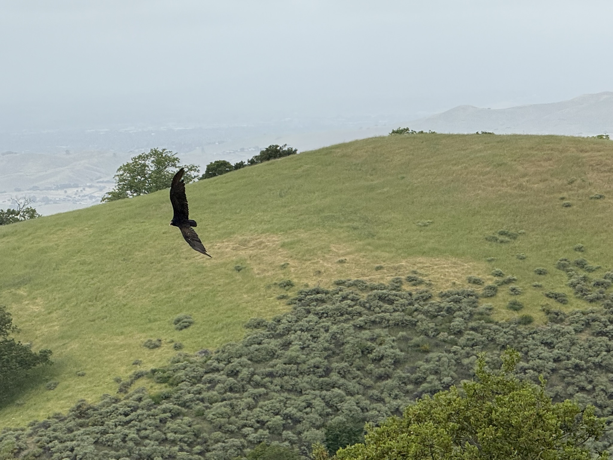 Sunol Wilderness Regional Preserve
