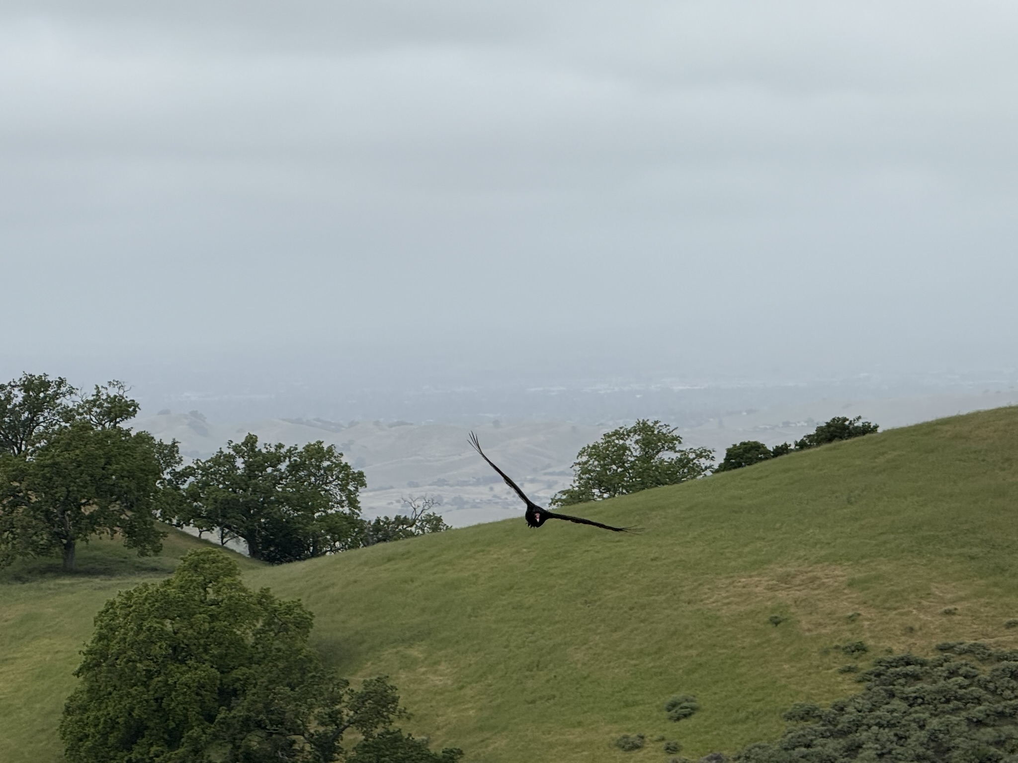 Sunol Wilderness Regional Preserve