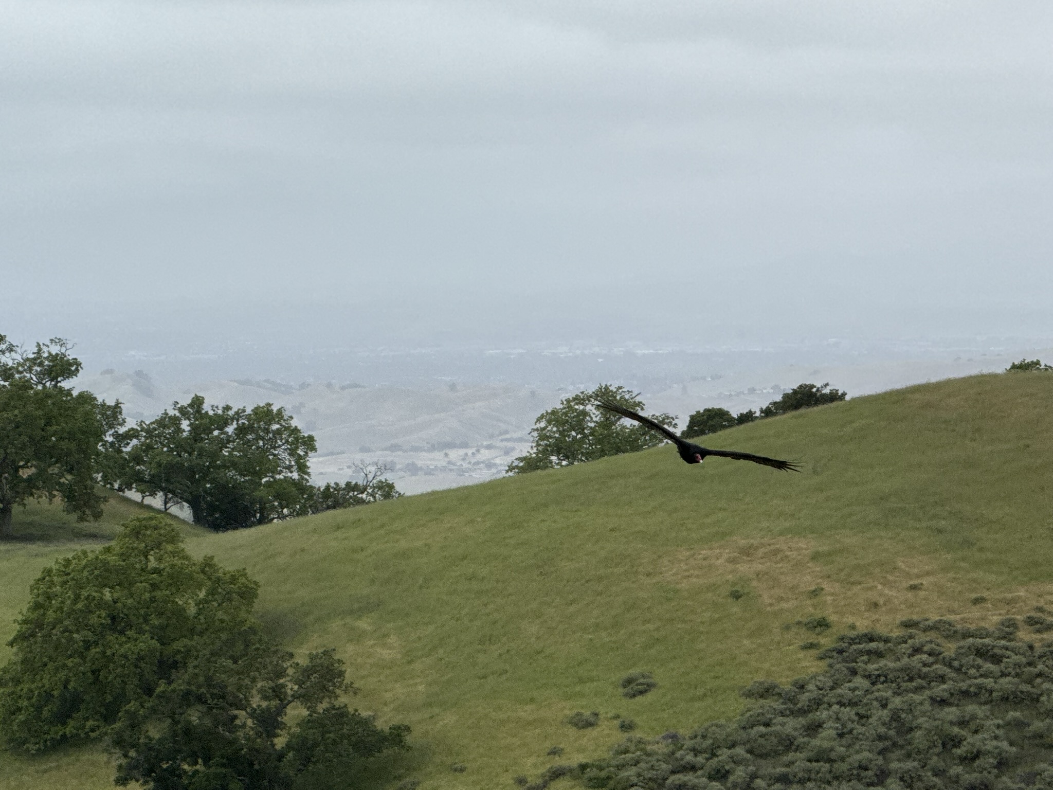 Sunol Wilderness Regional Preserve