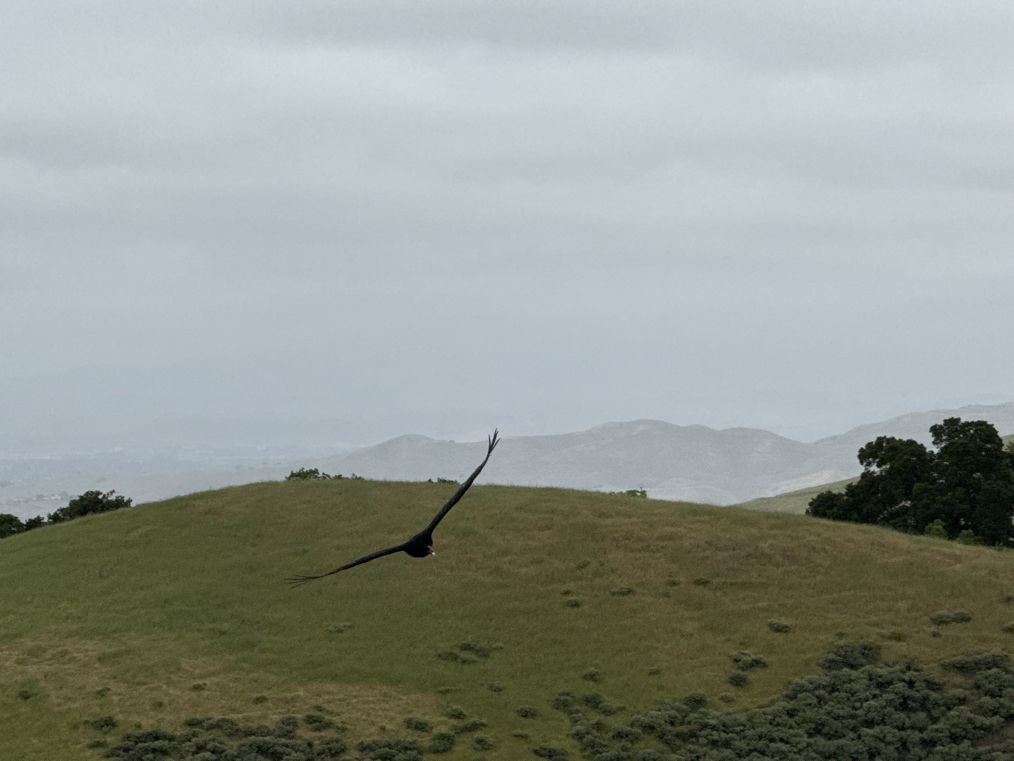Sunol Wilderness Regional Preserve