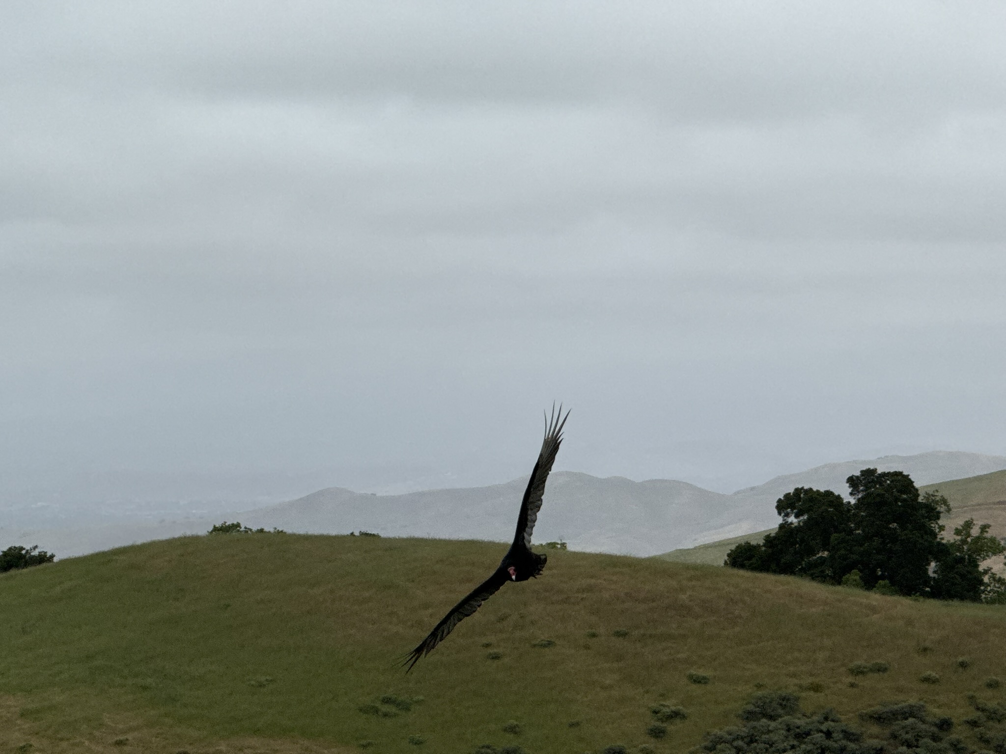 Sunol Wilderness Regional Preserve