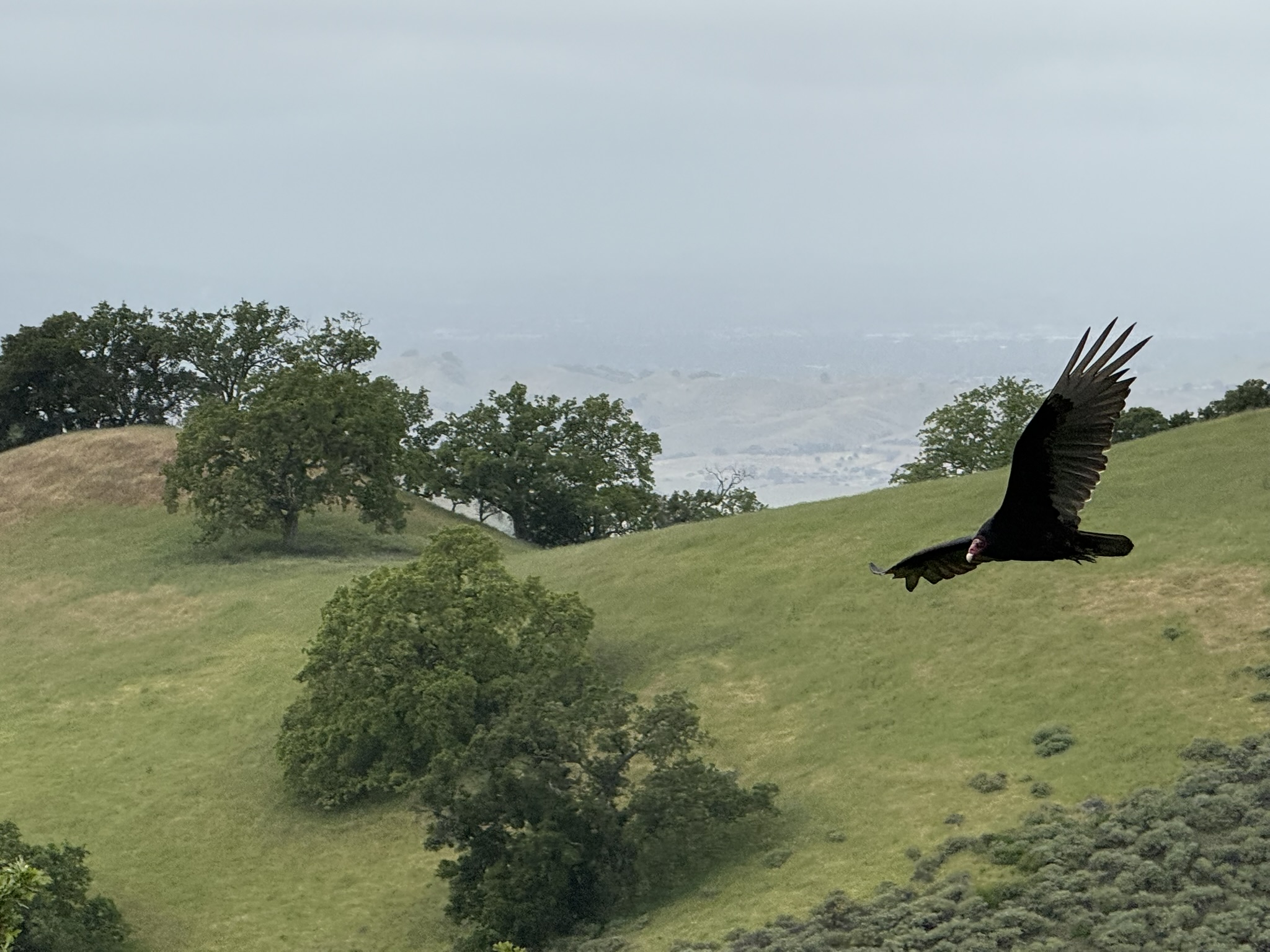 Sunol Wilderness Regional Preserve